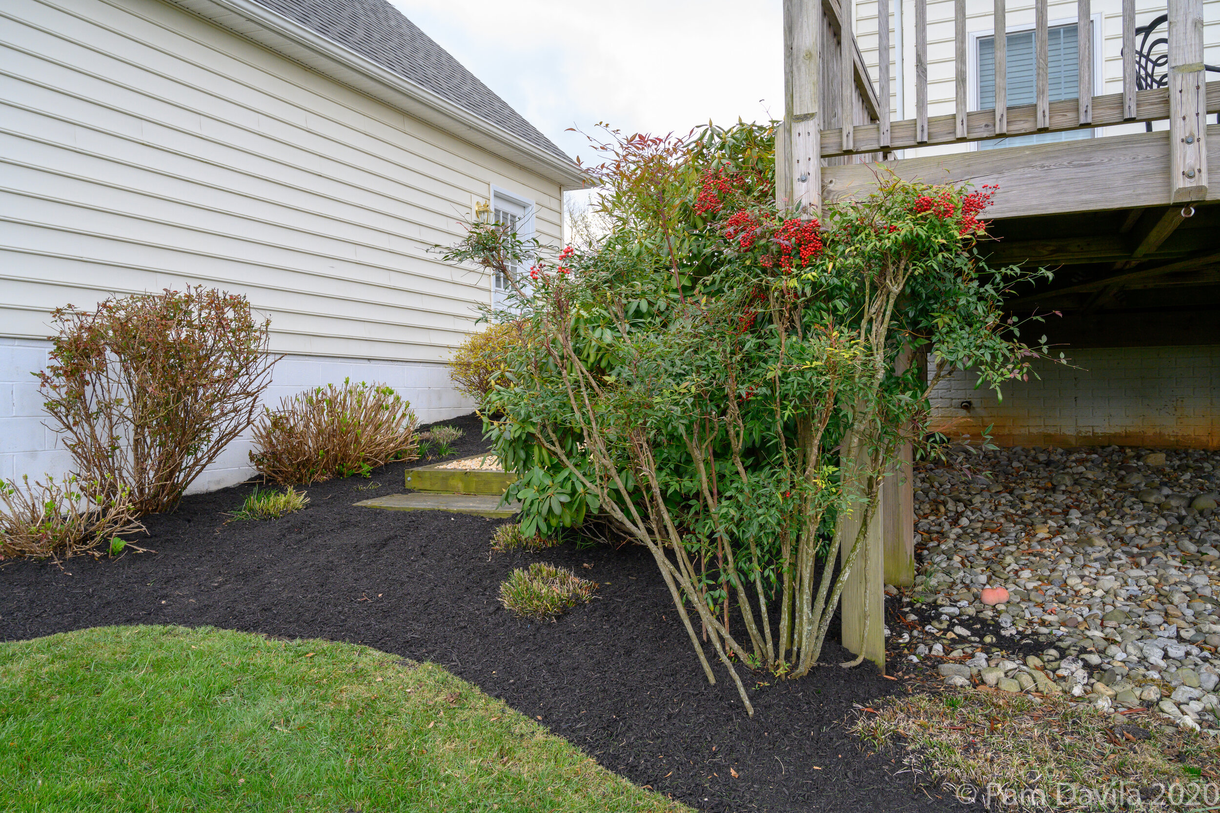 Nandina