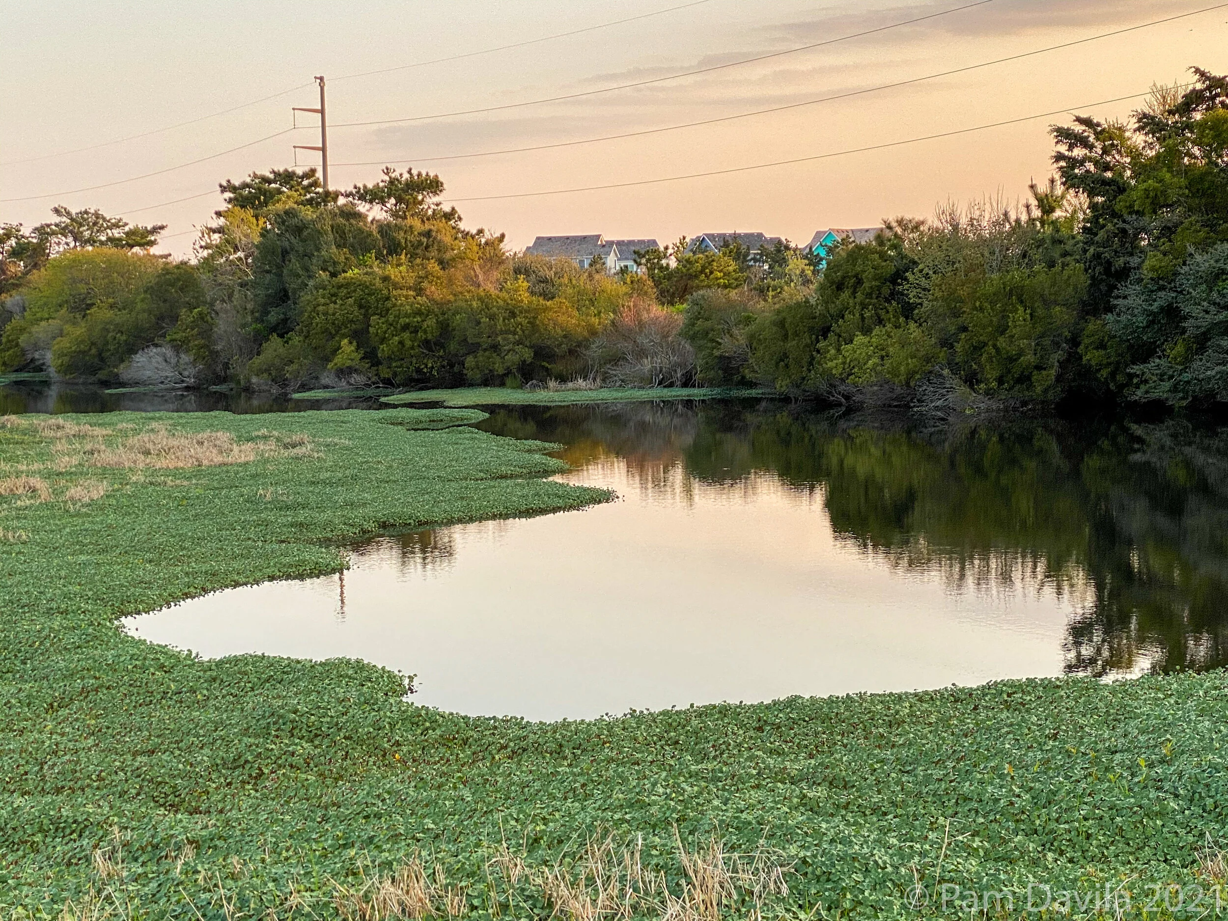 Morning Light at the pond