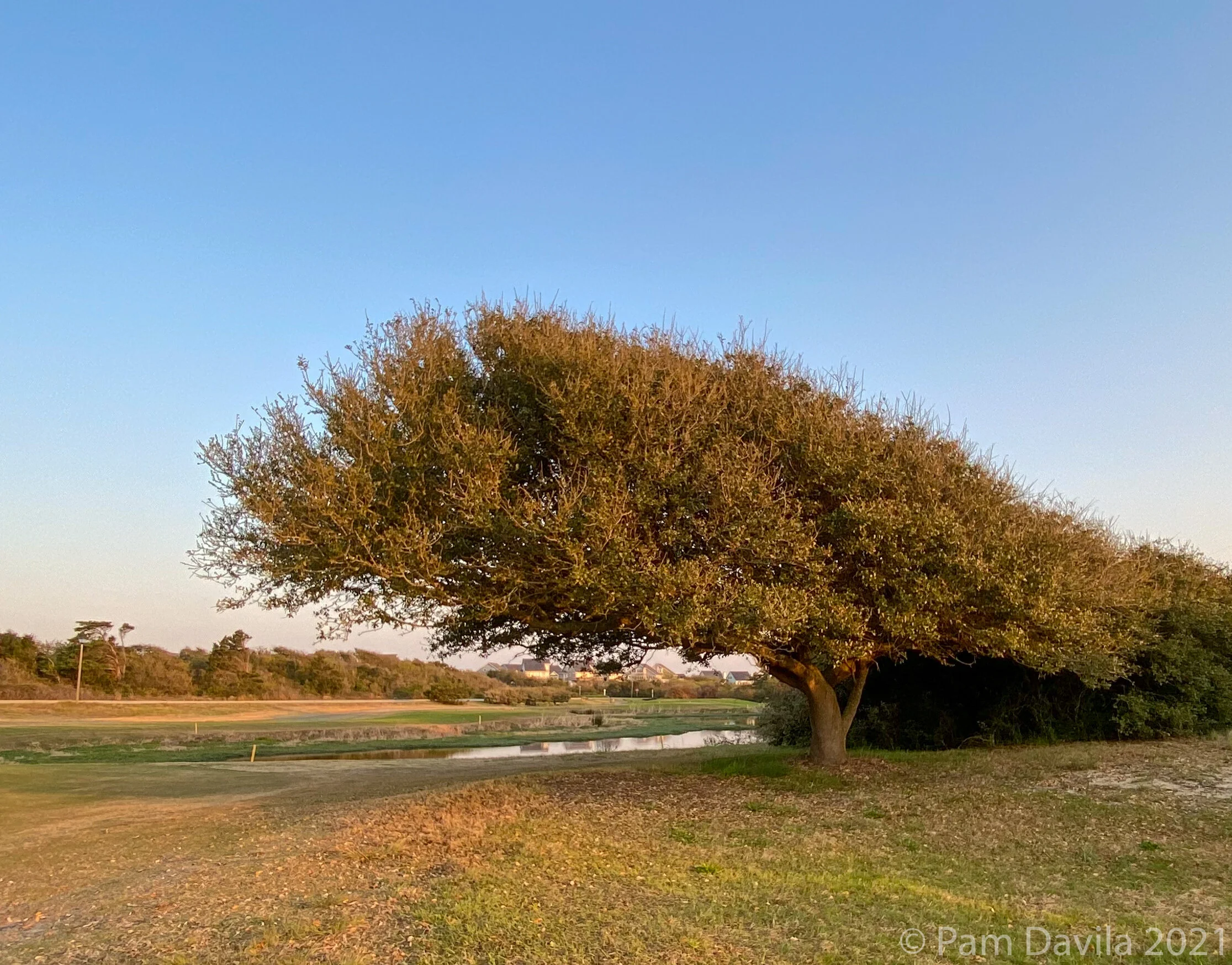 The wind and the pin oak