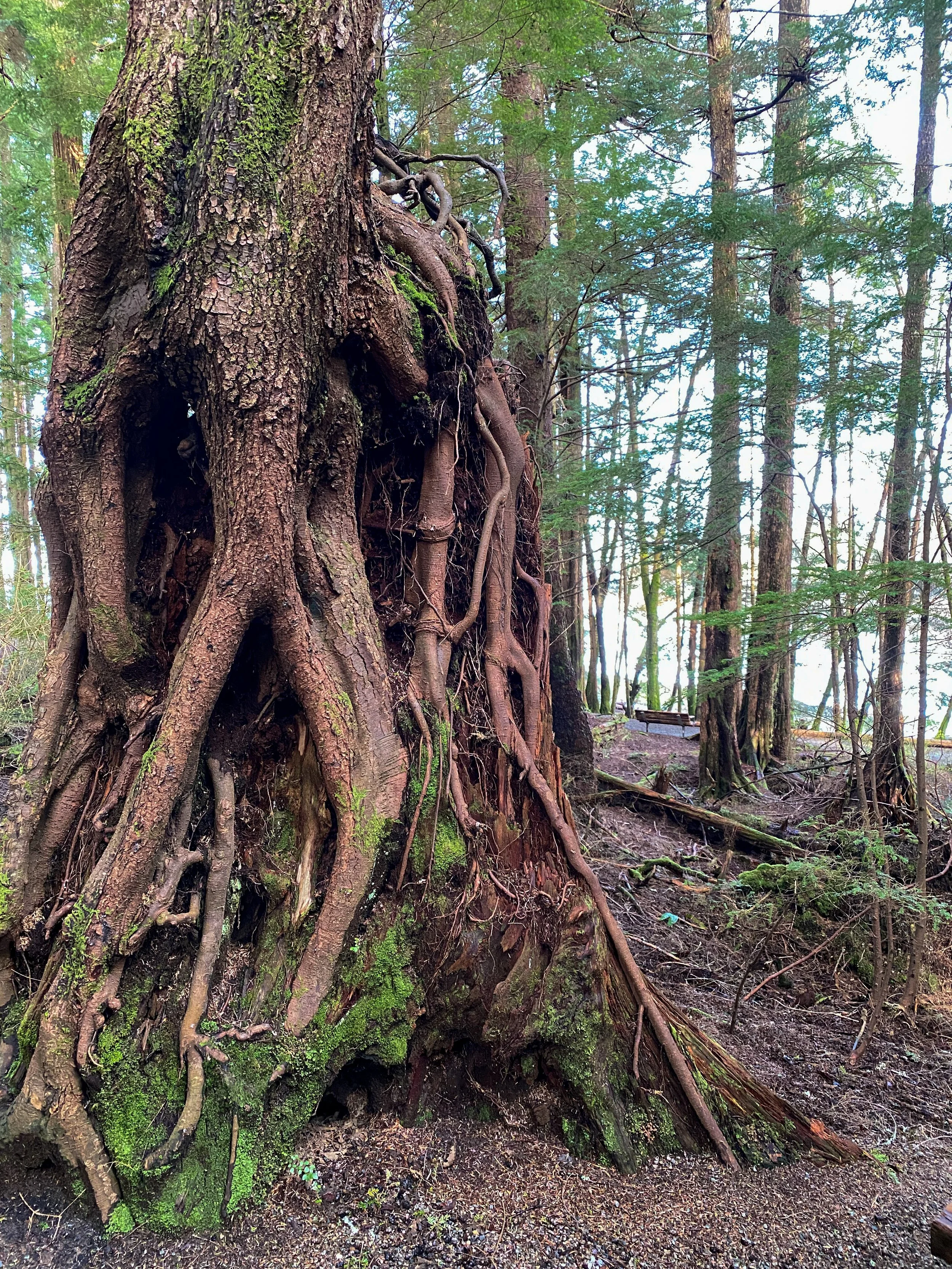 Roots above the ground, Totem Bight State Park