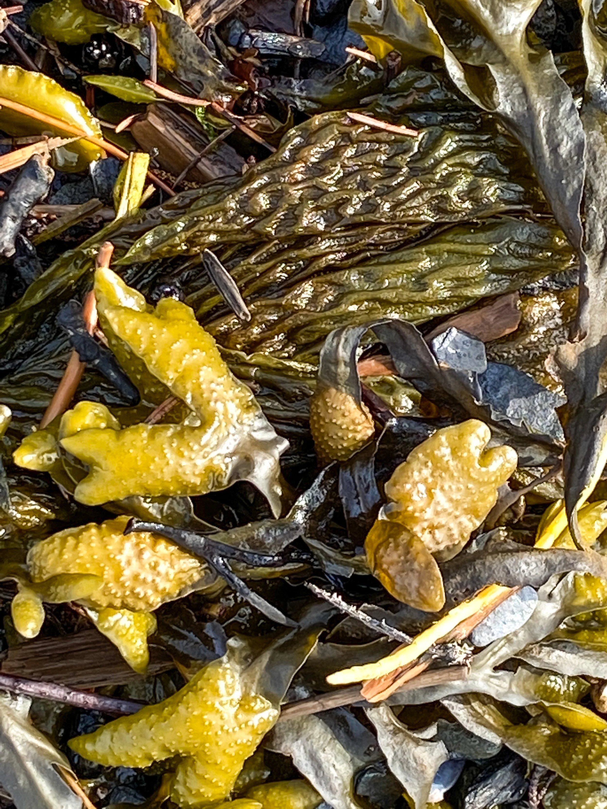 Seaweed