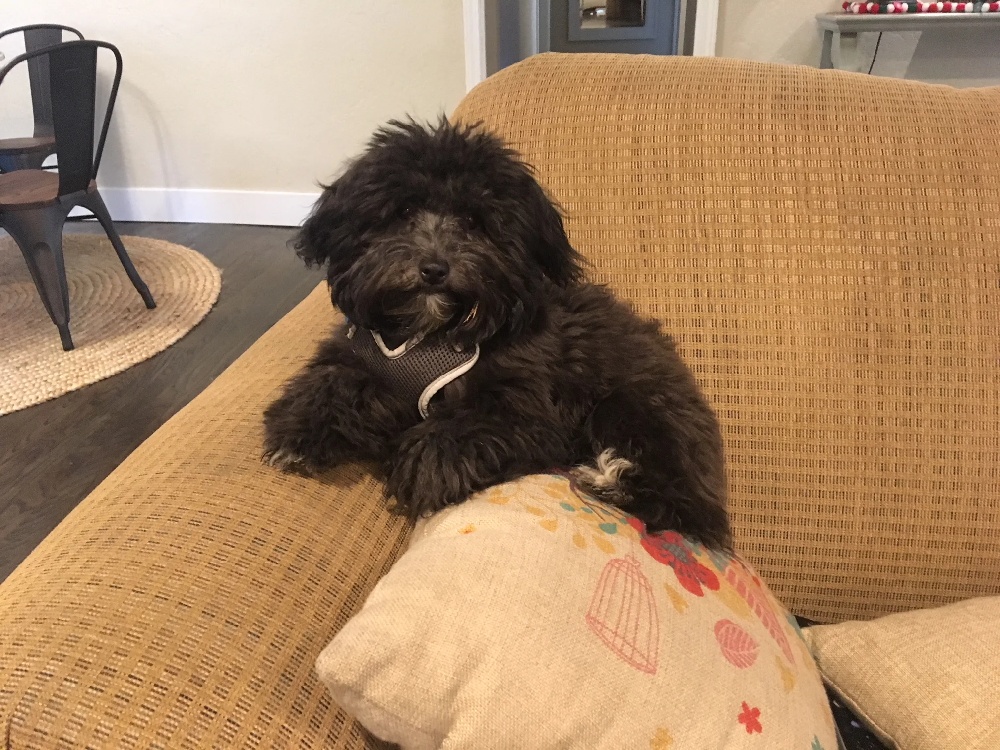 Dottie.jpg