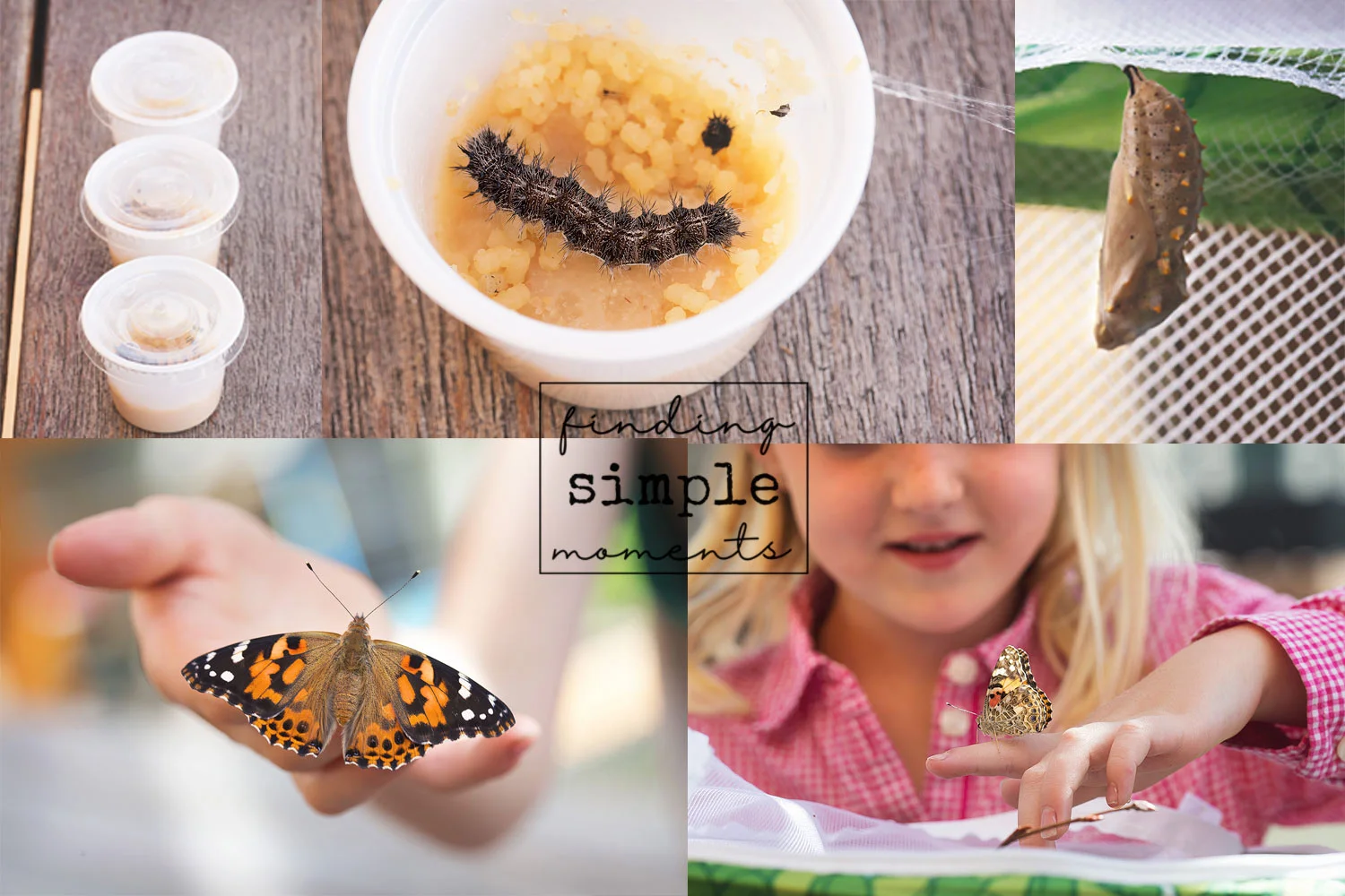 From larvae to release 2017.