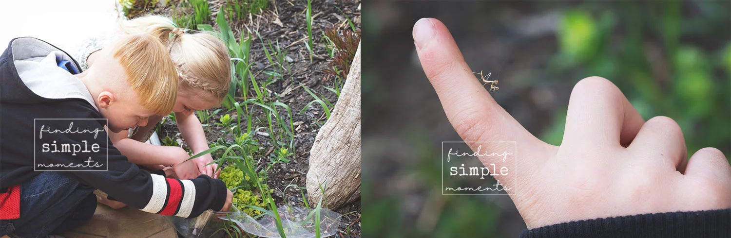 Releasing the newborn Prying Mantis into the garden.