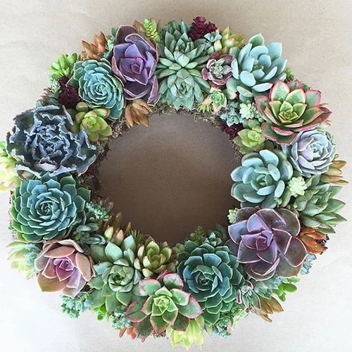Succulent Wreath inspiration from Succulents are for Sharing