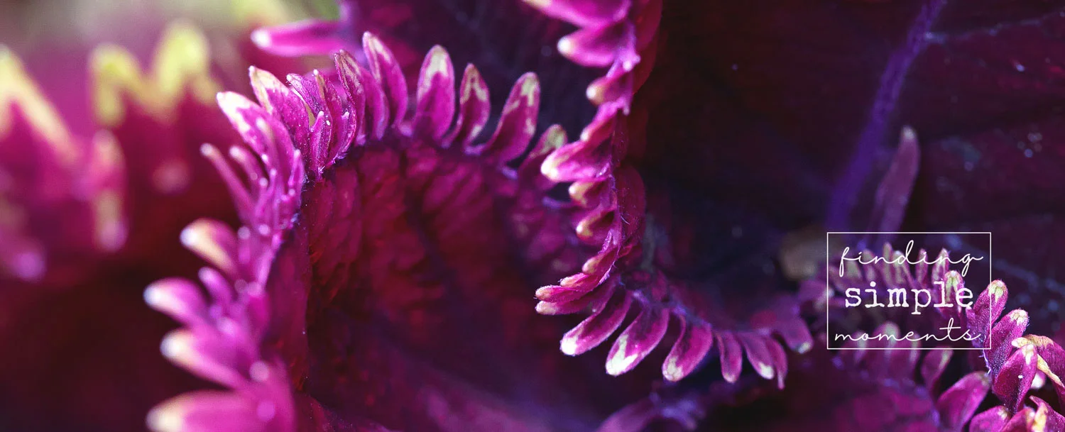 Overwintering-Plants-Indoors-1.jpg