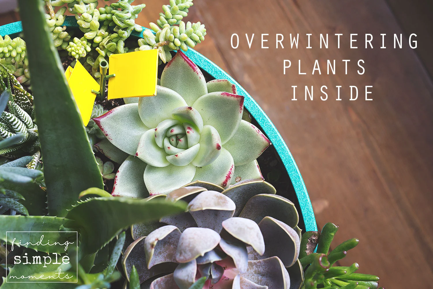 Overwintering-Plants-Indoors-9.jpg