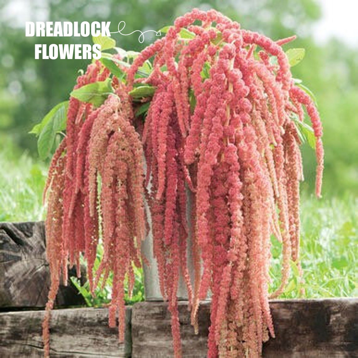 Dreadlock Flowers.jpg