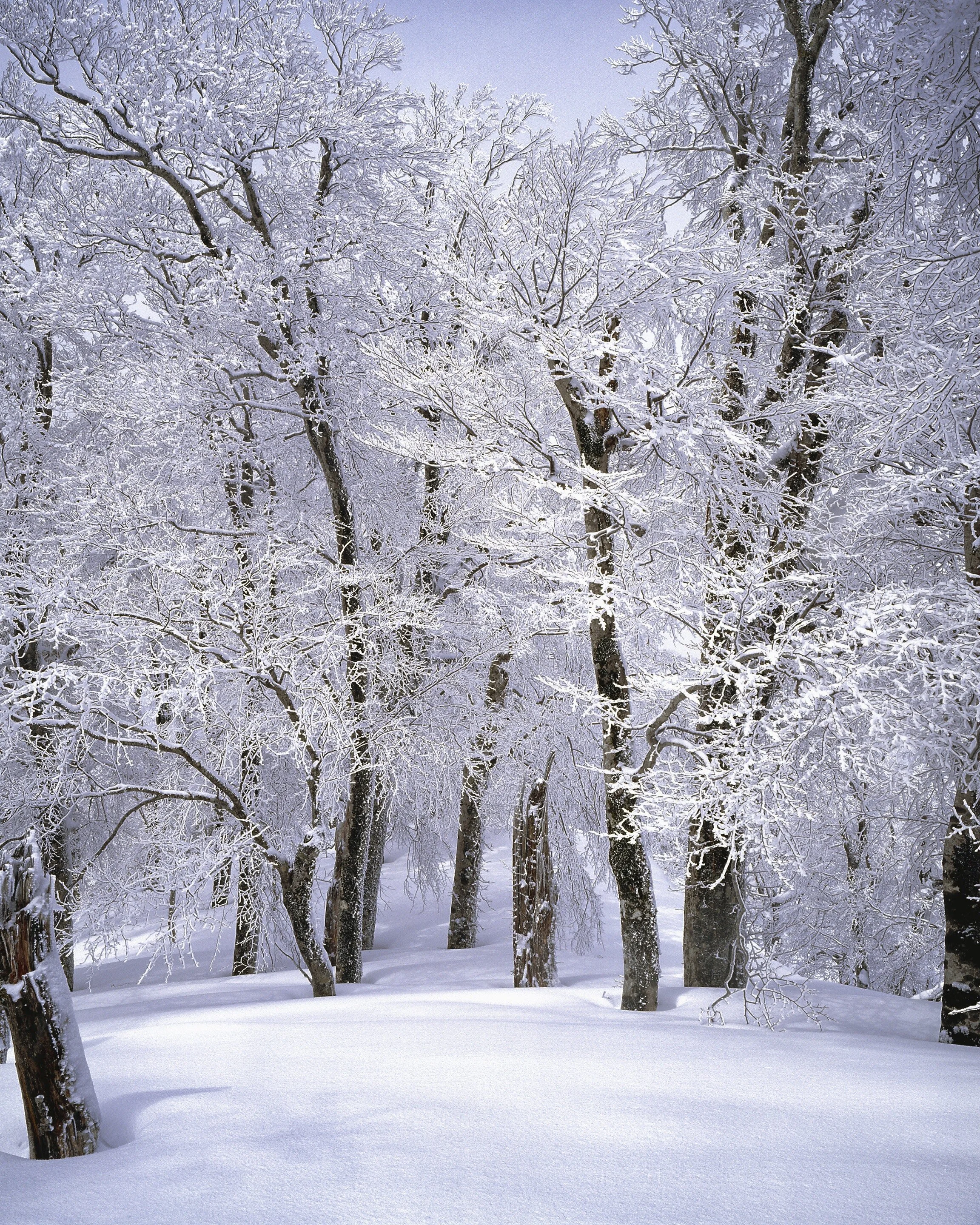 Where are the Snows of Yesteryear?