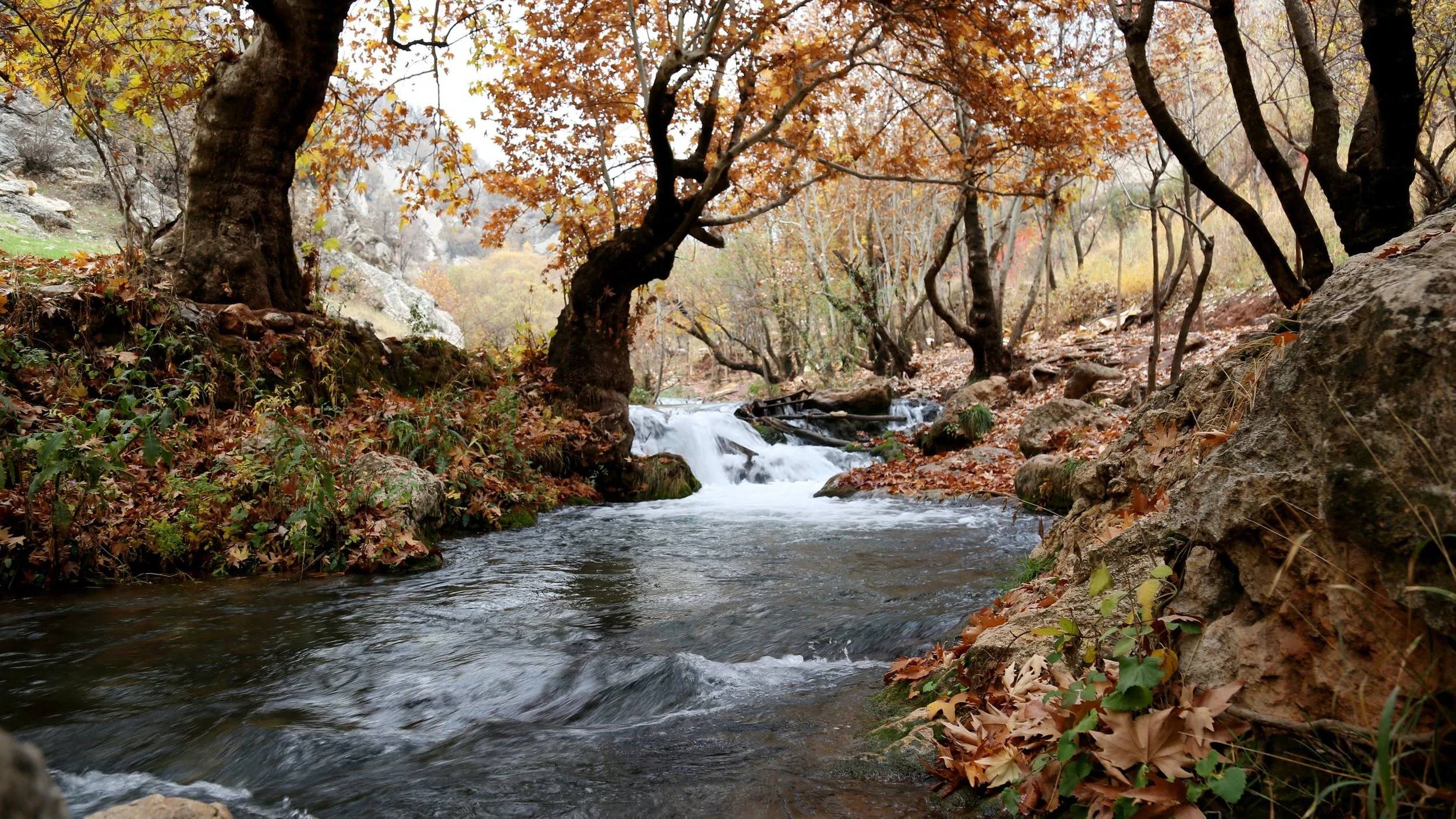 The Stream of Life