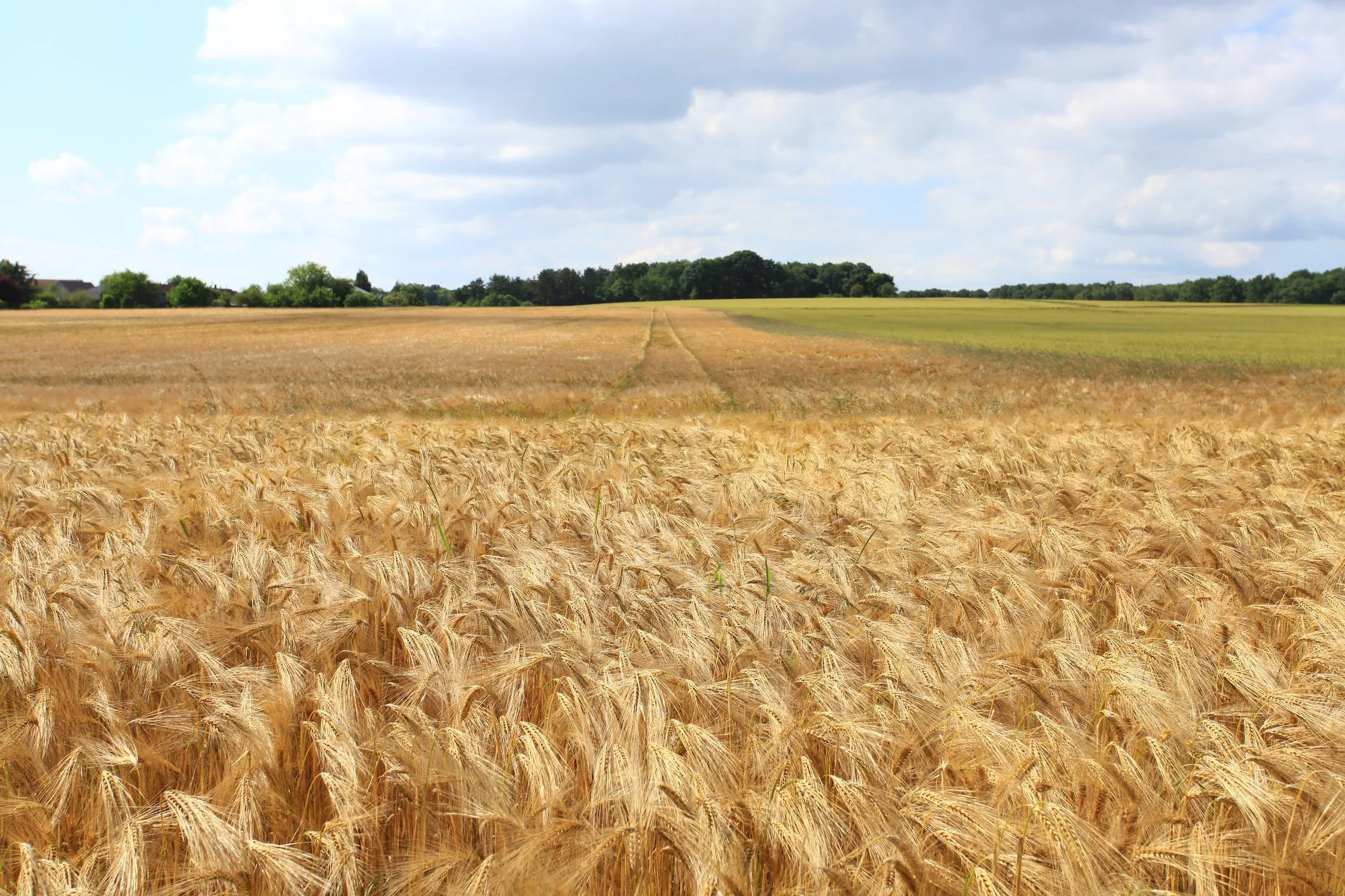 Harvest