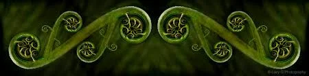 koru boarder.jpg
