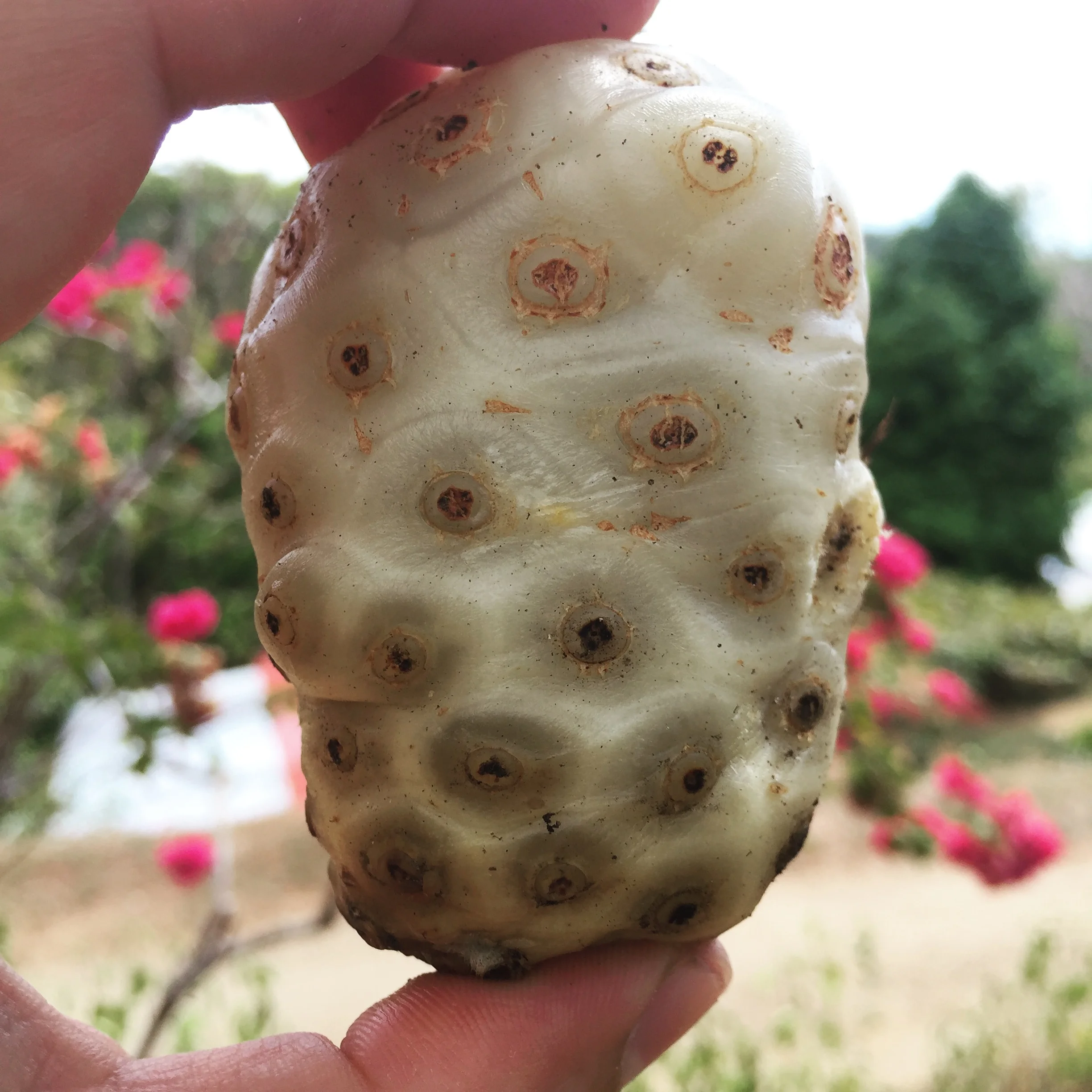 An Ode to the Noni, the World's Most Disgusting Fruit
