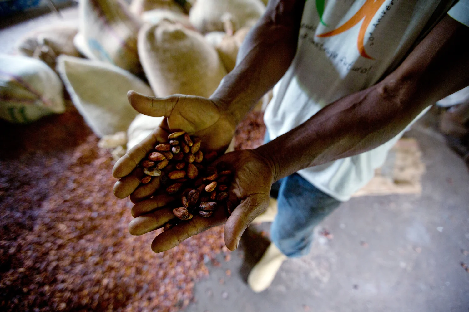 Central America's Cacao Crisis