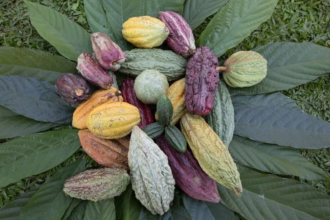 26SCI-CACAO6-master675.jpg