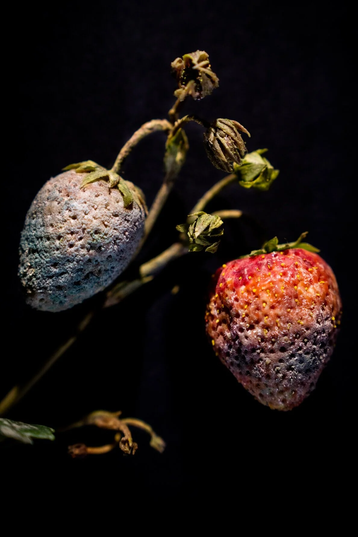 Rotting Fruit Art Points Up Plants in Peril
