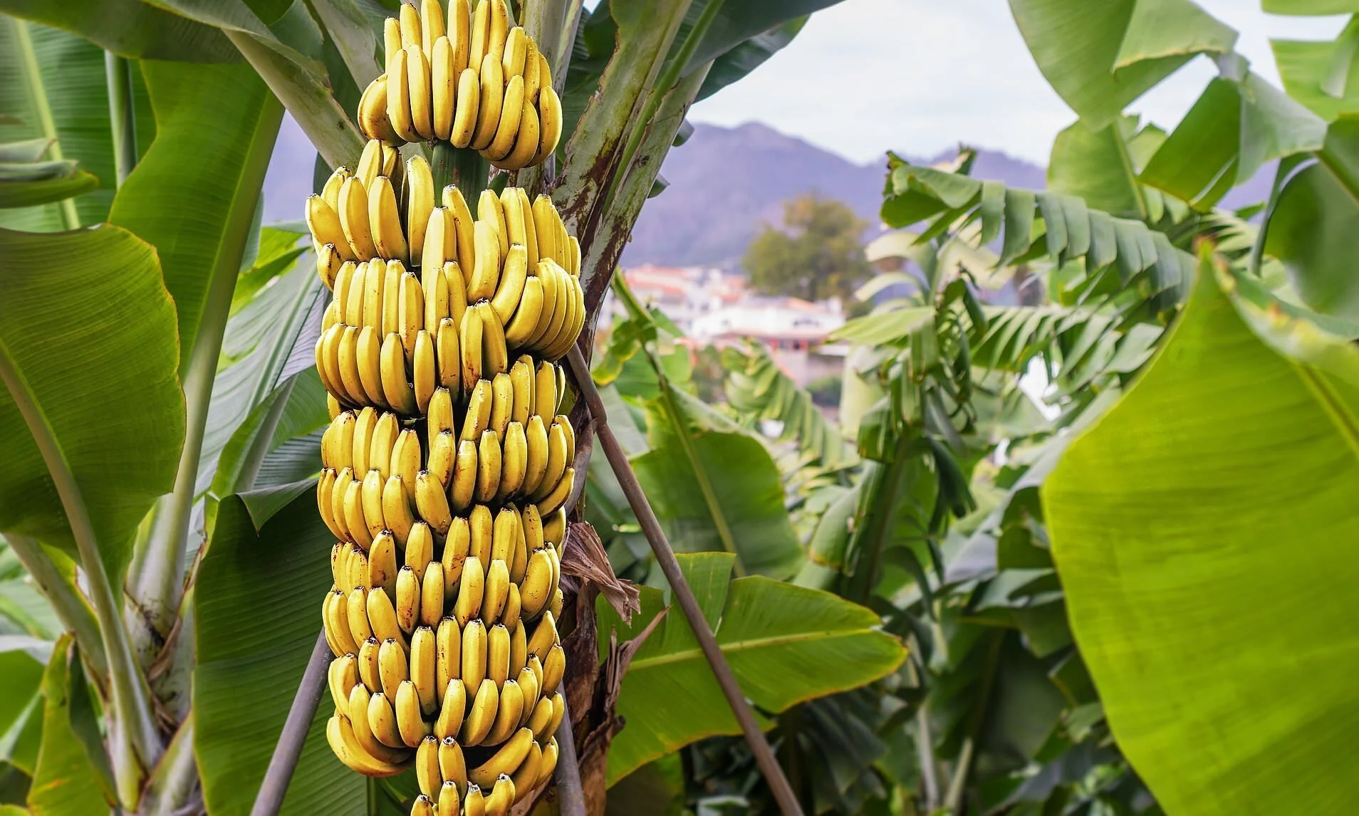 The Banana Is One Step Closer to Disappearing