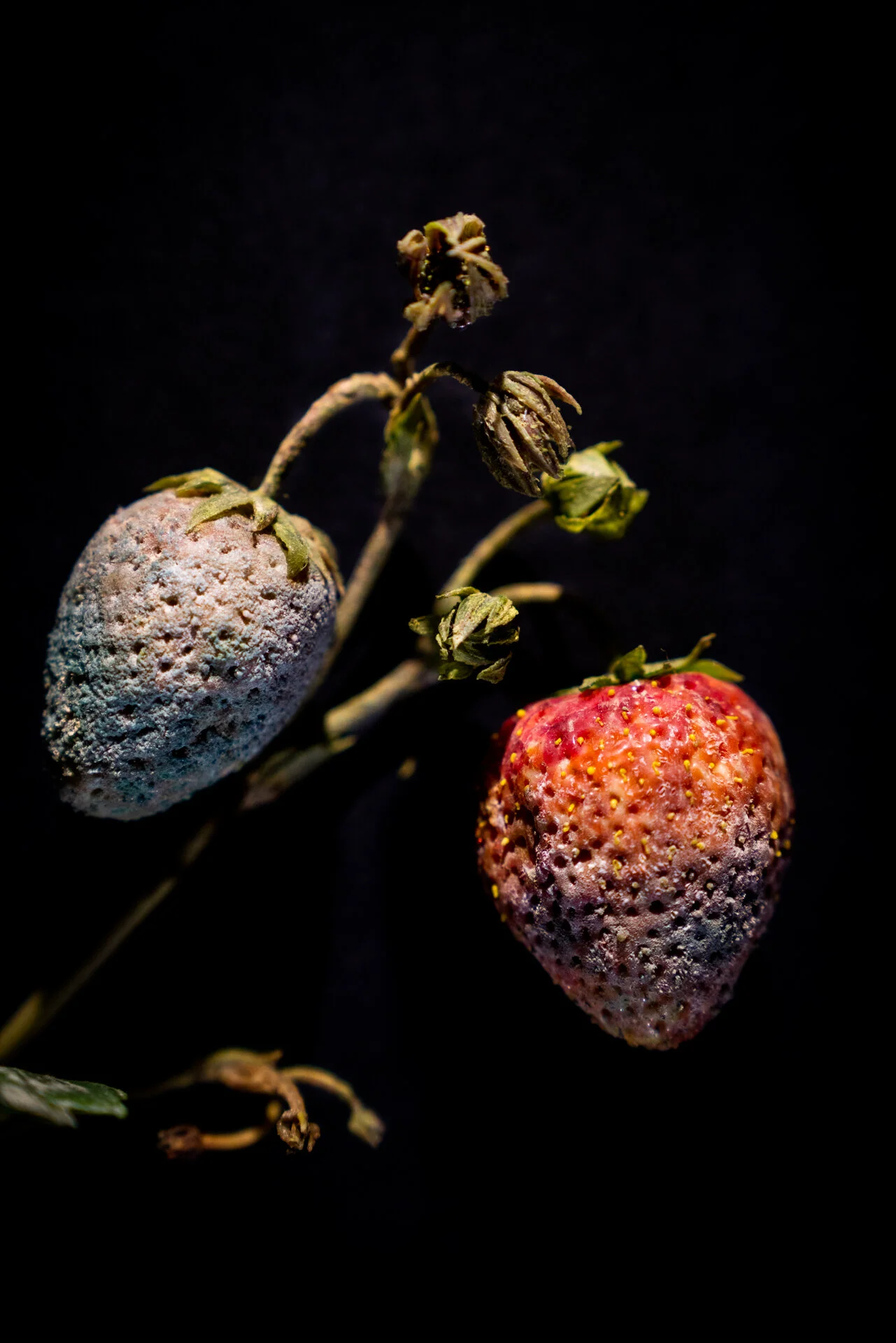Rotting Fruit Art Points Up Food Security Issues