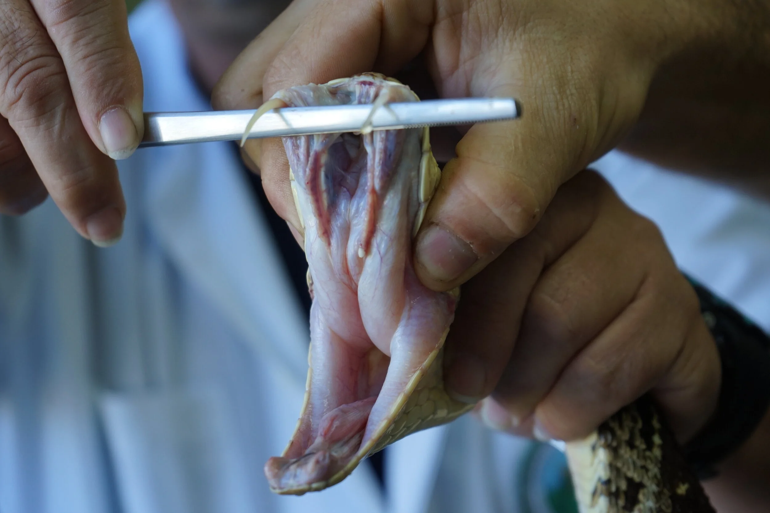 The Lab Saving the World from Snake Bites