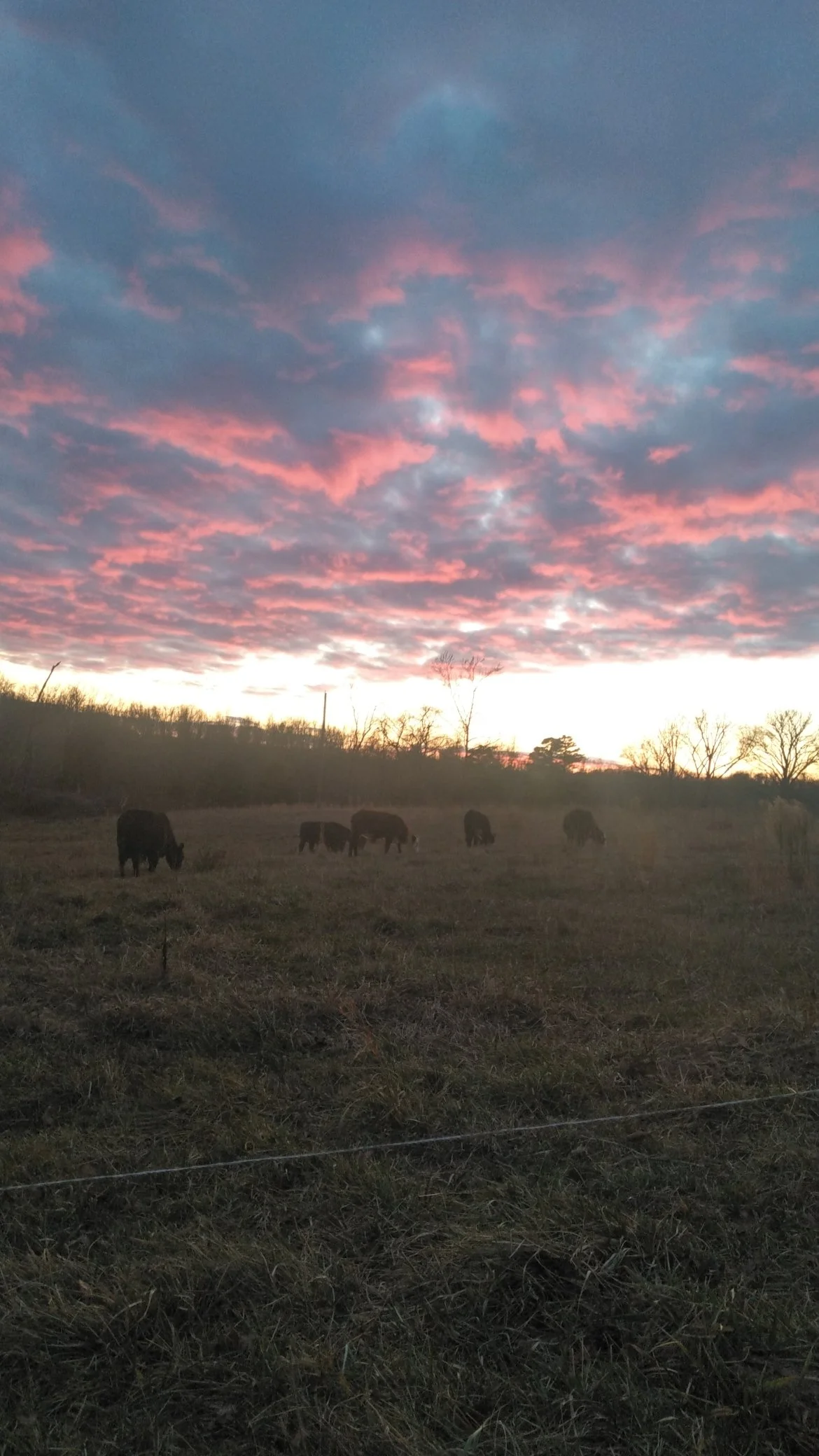 "How Can YOU Care For Animals, Knowing What YOU Will Eventually Do to Them?!"