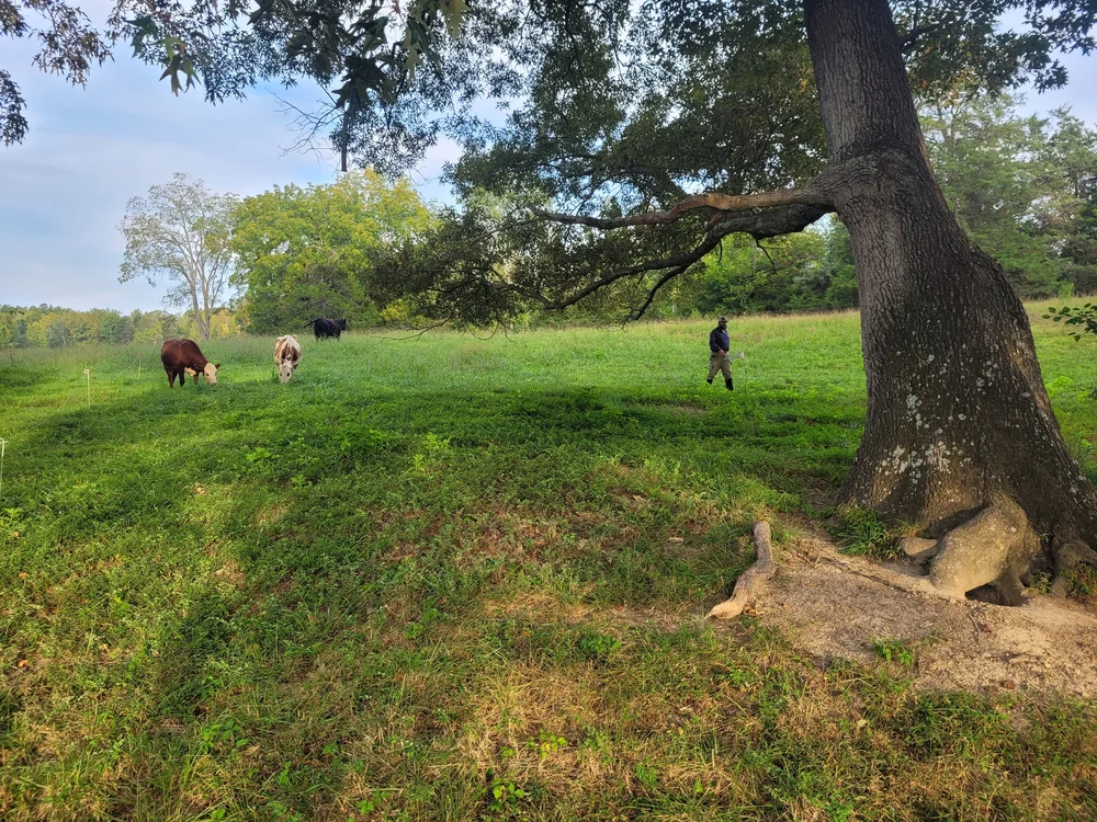 Snyder Family Farm