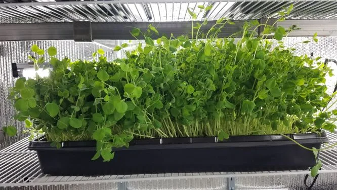 peashoots close iup.jpg