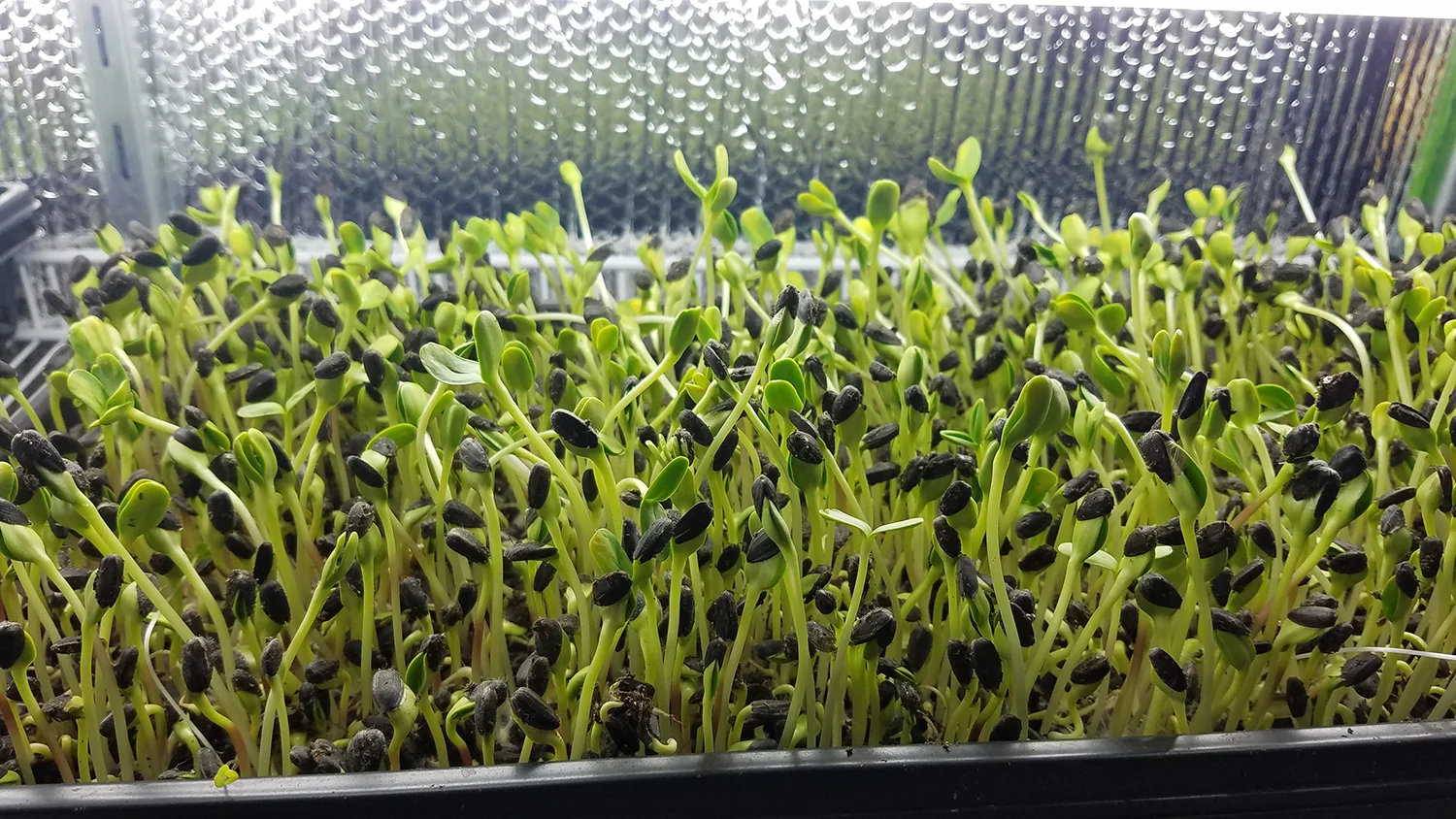 green.jpg