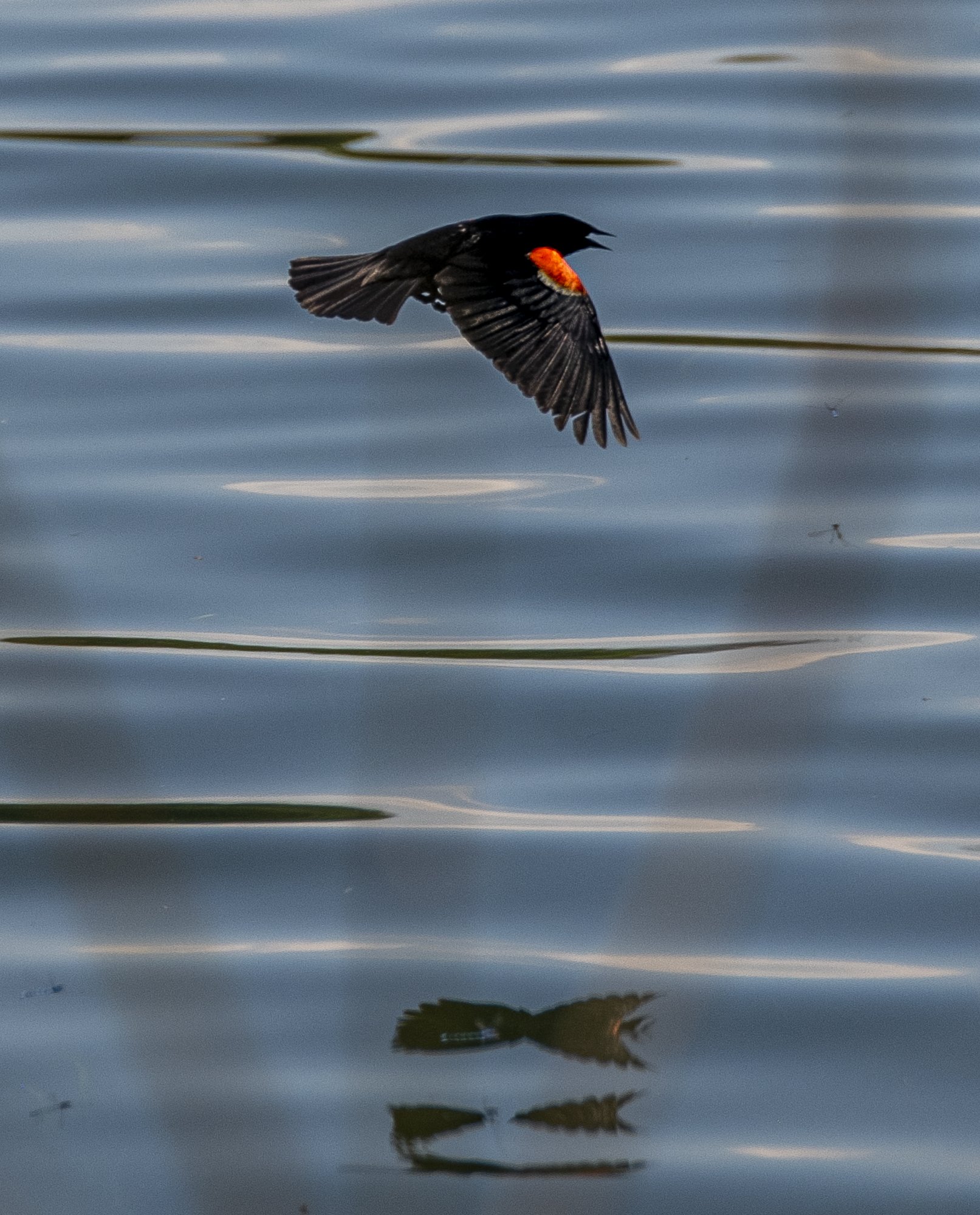  Red-winged blackbird in Sanford, Maine.  