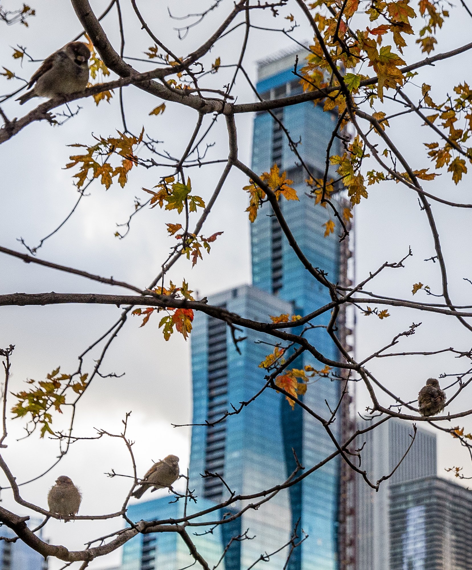  Birds atop a tree in Chicago, Illinois.  
