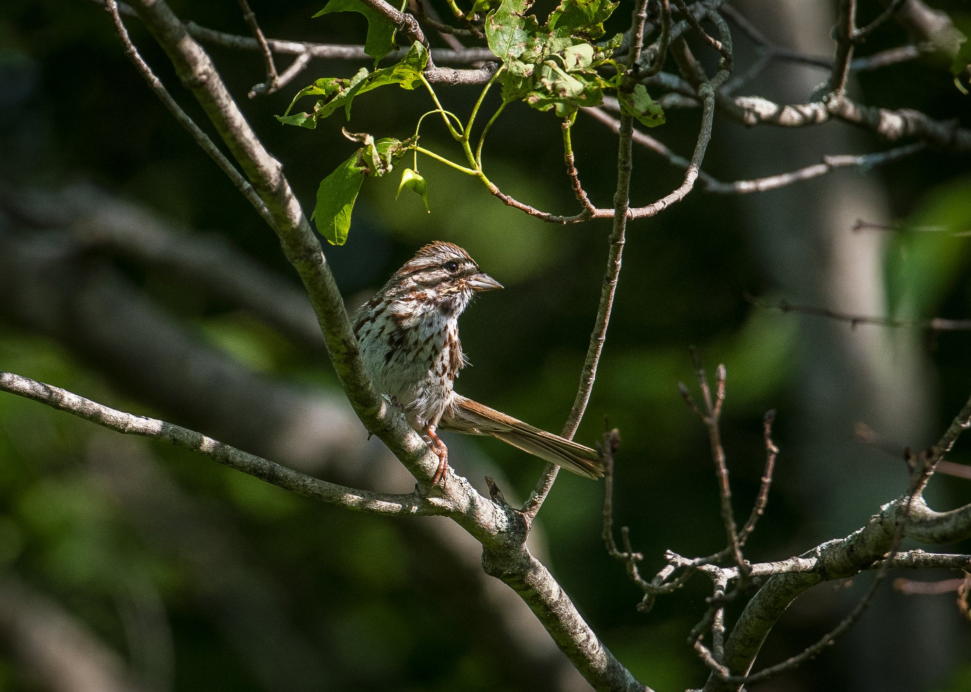  A song sparrow in Dover, New Hampshire.  