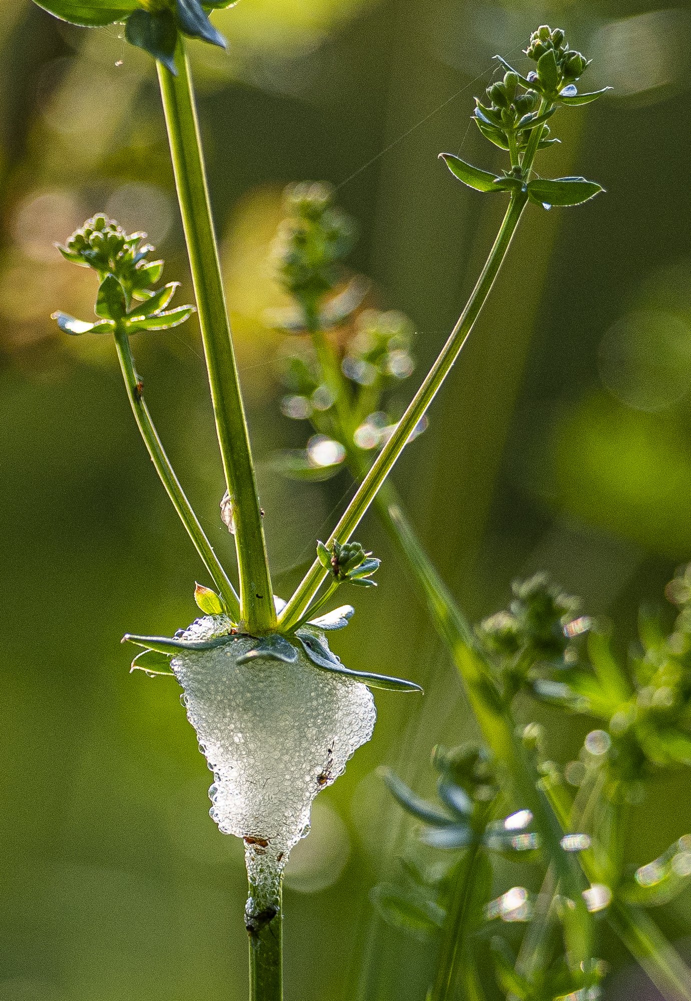  White blobs of bubbles on plants are created by the insects called spittlebugs, and their foam helps protect them. 