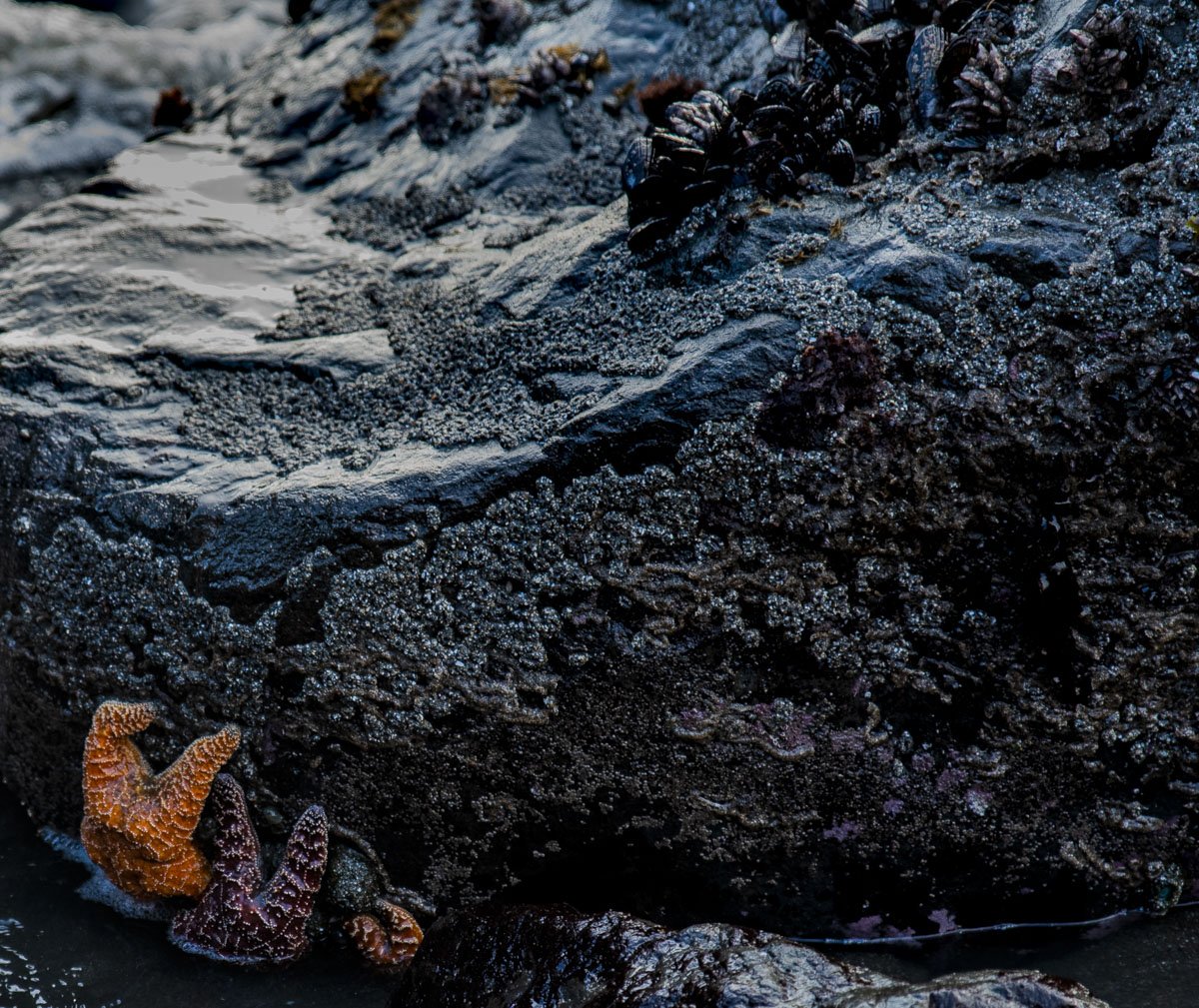  Starfish in Humboldt Bay tide pools near Arcata, California.  