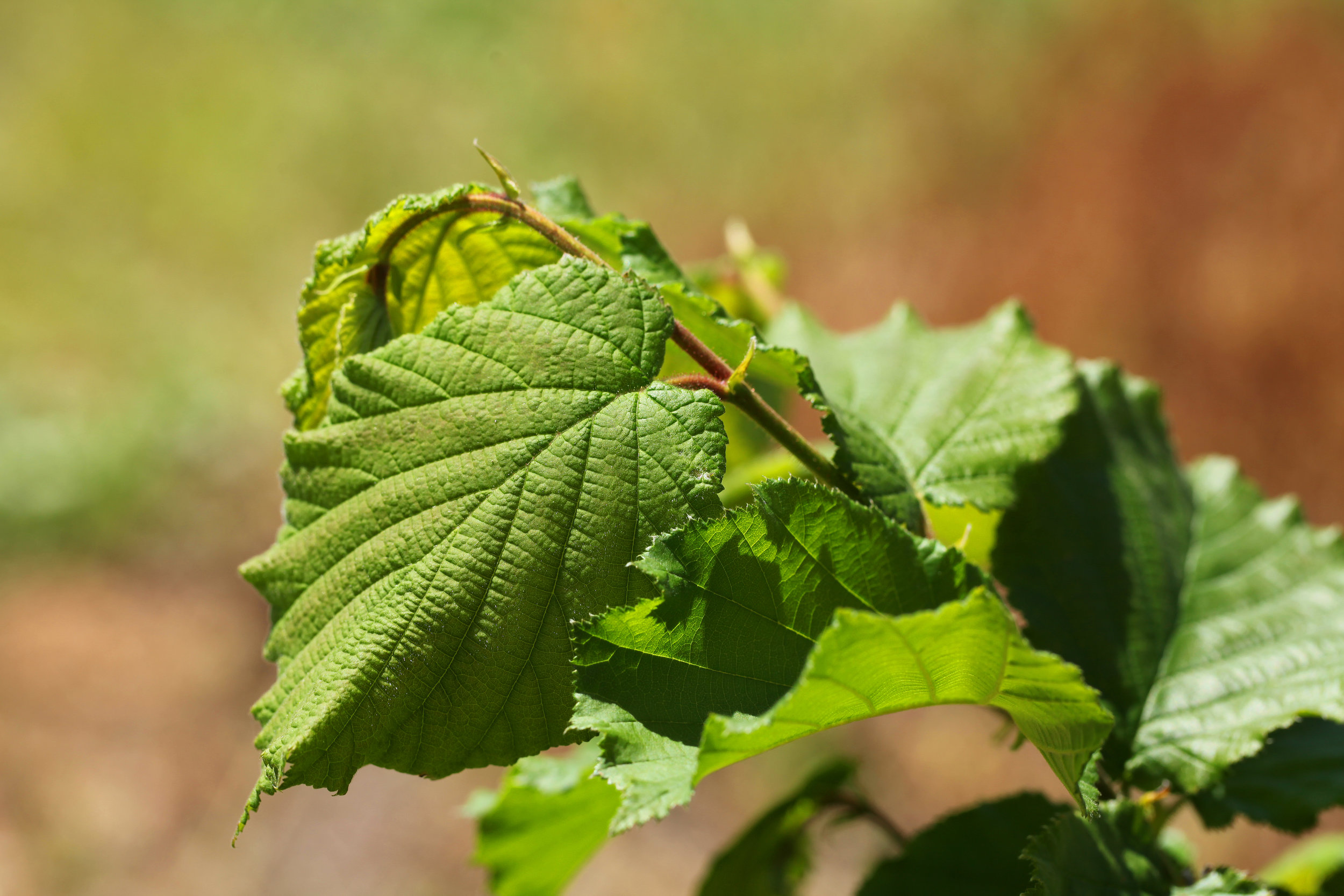 AlpineNuts-HazelnutLeaves.JPG
