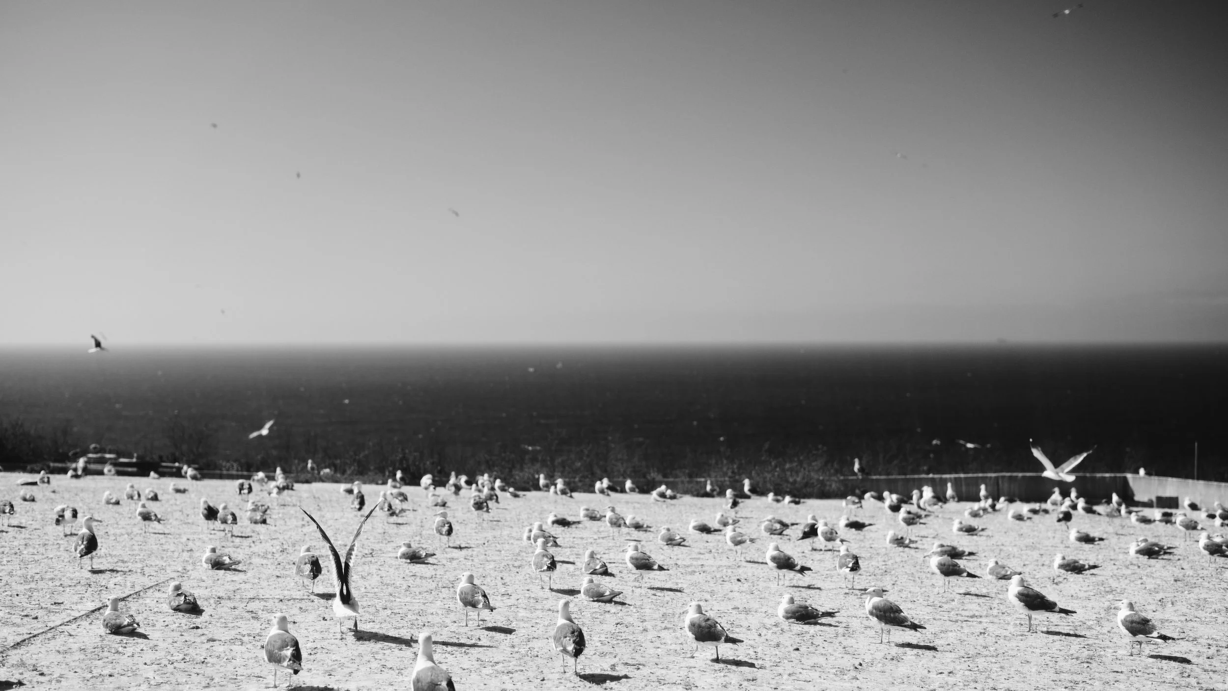 _DSF9054.jpg
