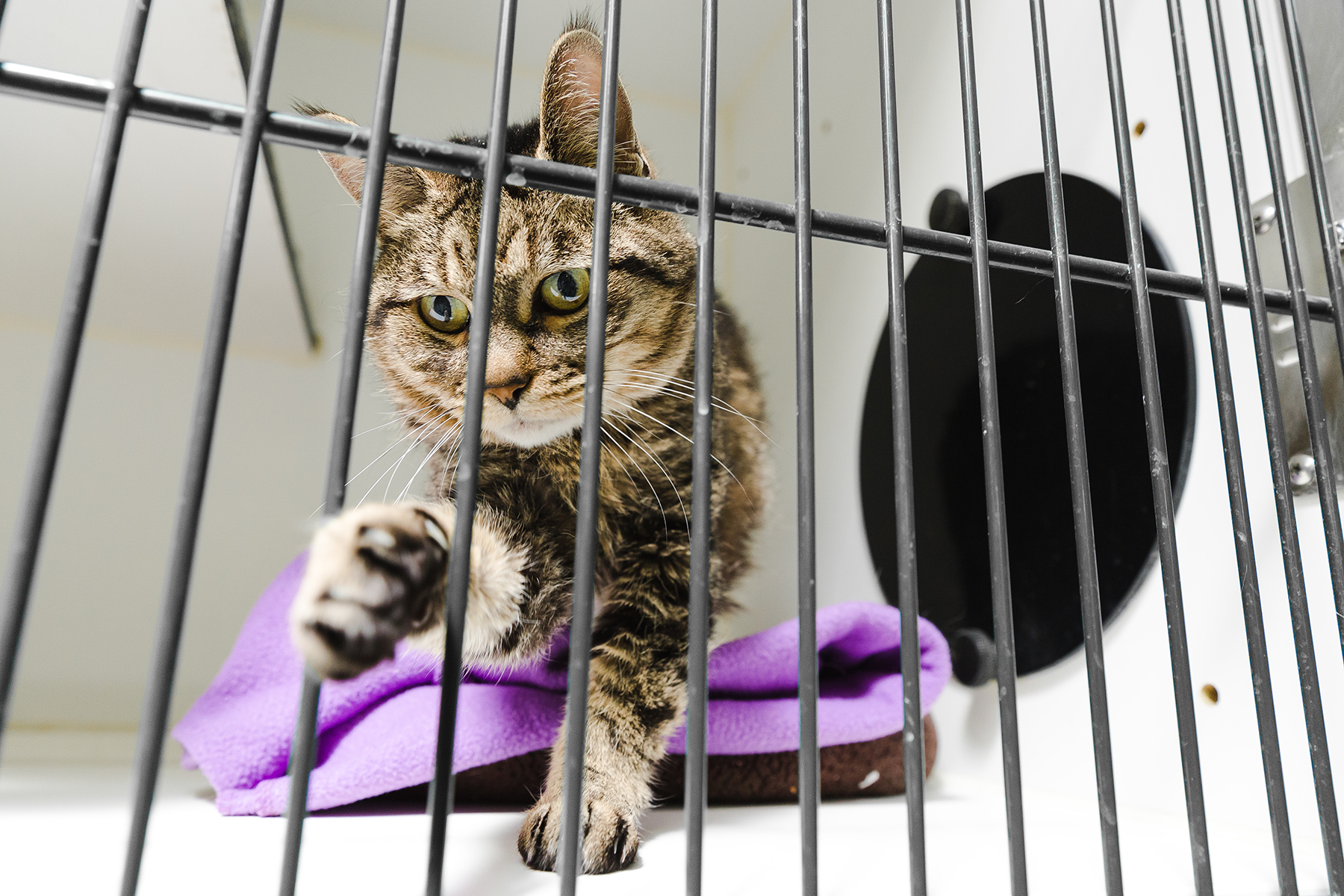 CAT'S PRIDE LITTER FOR GOOD CAMPAIGN