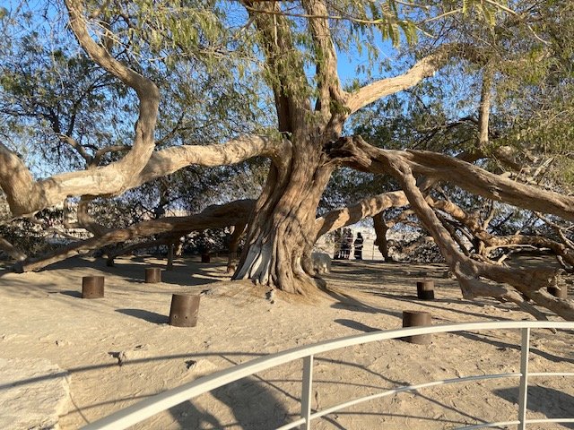 Oil, the Tree of Life, and The Kingdom