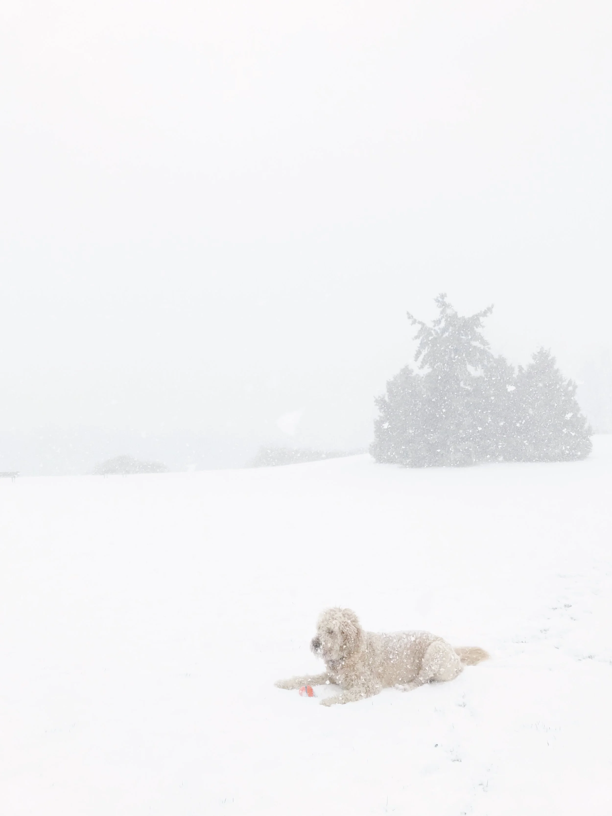 The Joy of Snow