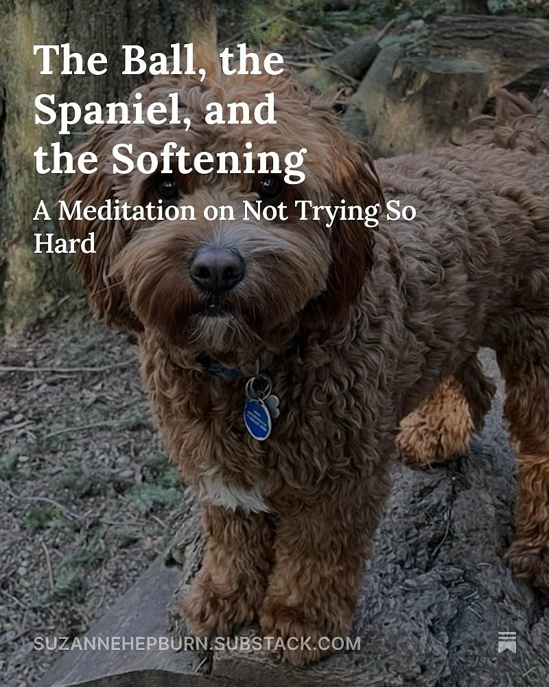 Ever feel like you&rsquo;re trying too hard to be someone you&rsquo;re not?
This week&rsquo;s letter is about softening, meditating (sort of), and what my dog taught me about joy, effort, and letting yourself be a spaniel&mdash;not a retriever. 🐾

I