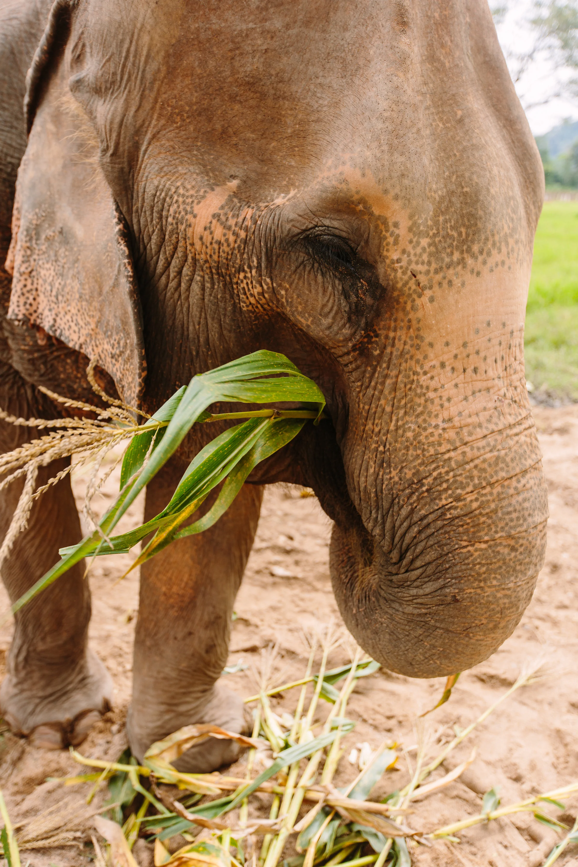 ChiangMai-InternationalPhotographerLauraPedrinoPhoto-23.jpg