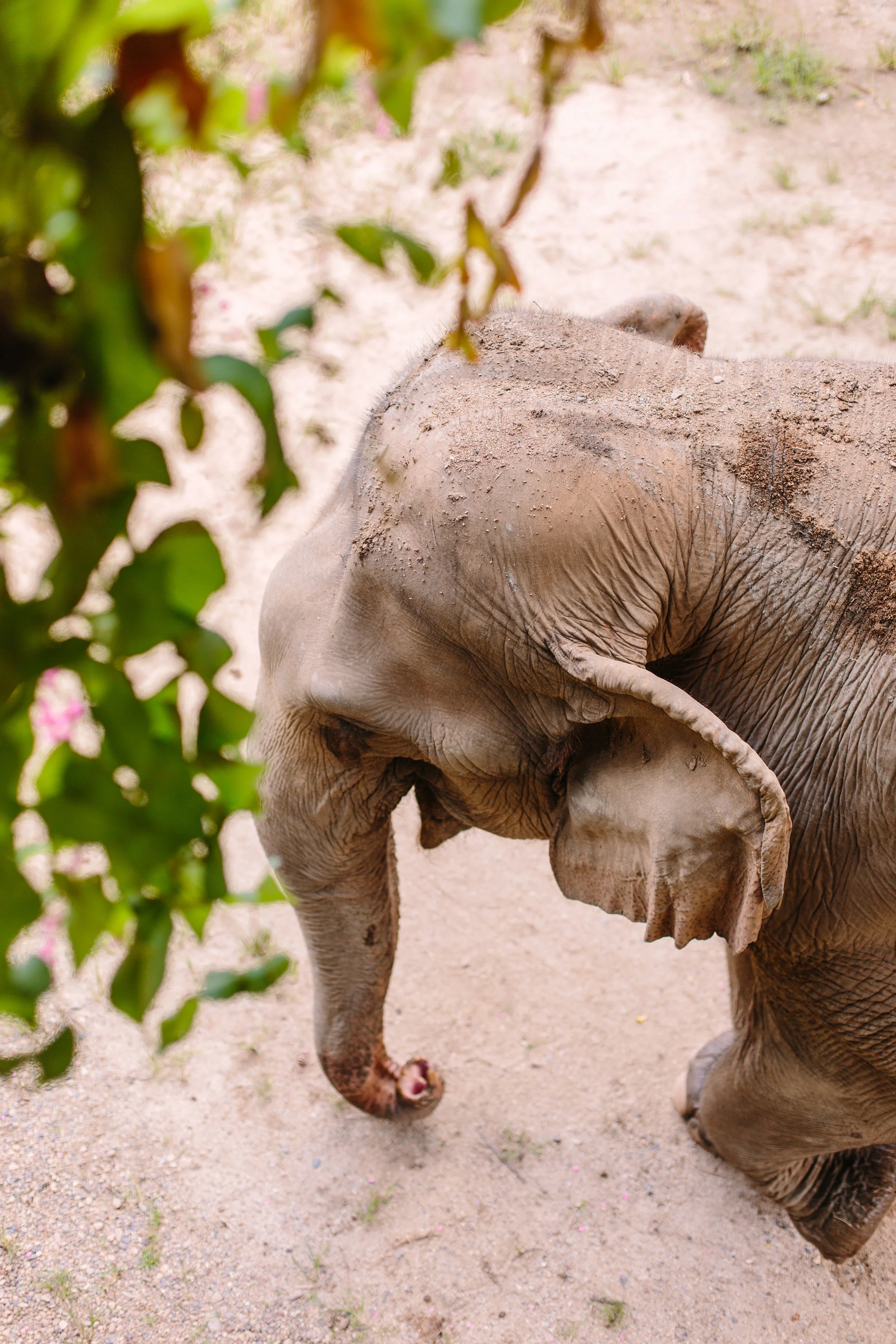 ChiangMai-InternationalPhotographerLauraPedrinoPhoto-41.jpg