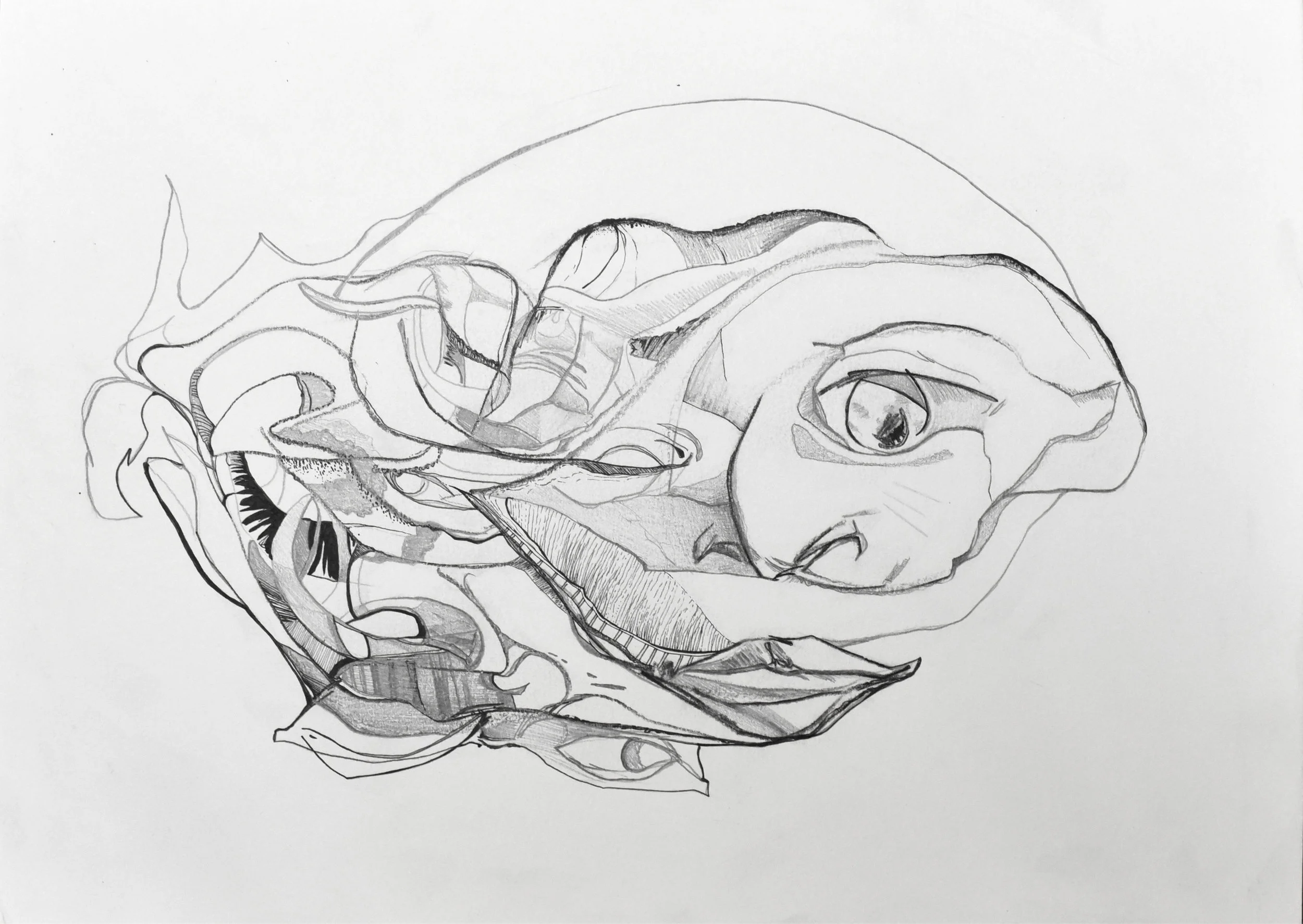 morphing thoughts fertility