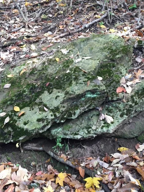 Limestone, fossilized crustaceans, moss, autumn leaves, deep time