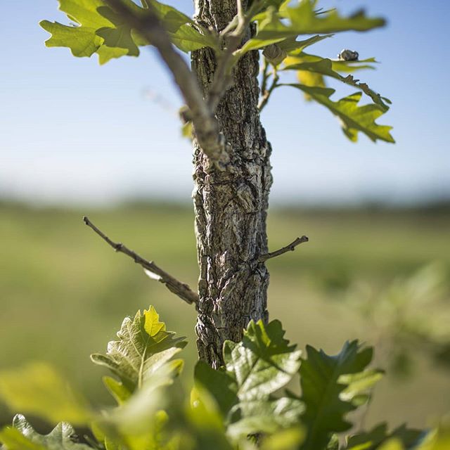 OAK TREE! One of my favourite features of an oak tree is not only its beautiful leaf shape but its thick tough bark, looks like a grandpa tree even only still a young one. Though I've never personally seen a wild oak in Alberta I don't think, Bur Oak