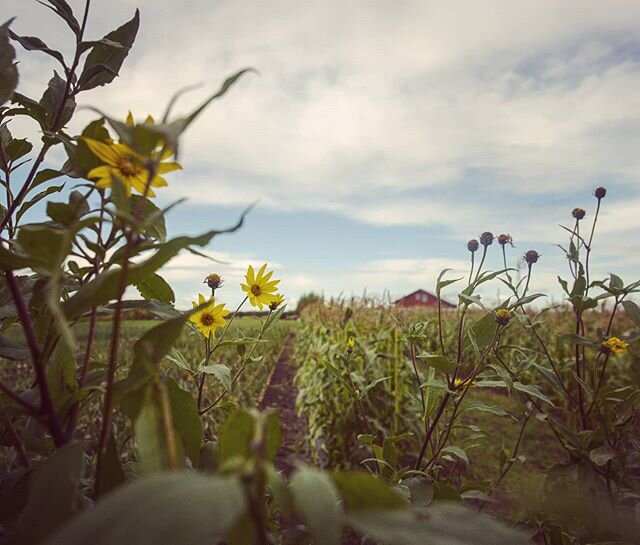 This pic of late sunmer sunchoke blossoms is getting me all excited for gardening and not too mention fresh veggies from @sundogorganicfarm. 
My friends over at Sundog are the bomb and have just started a new Farm Box program! If your looking for LOC