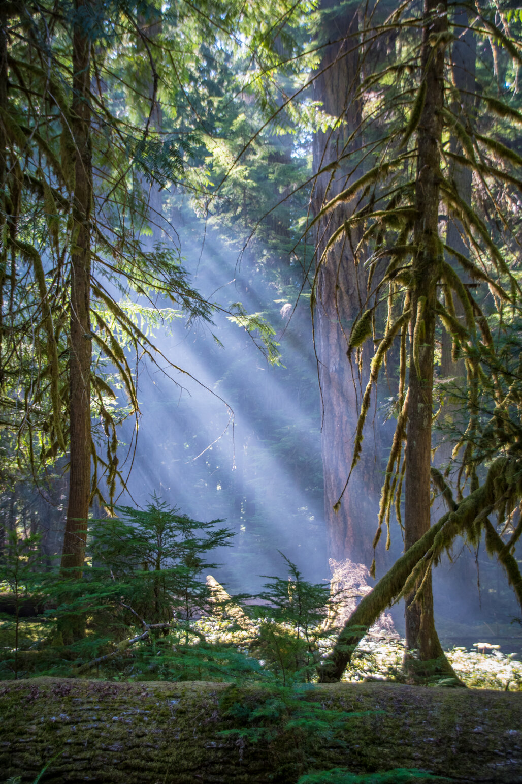 2020-09-02 - 2020 Rainier Hikes- BLOGPOST (4 of 13).jpg