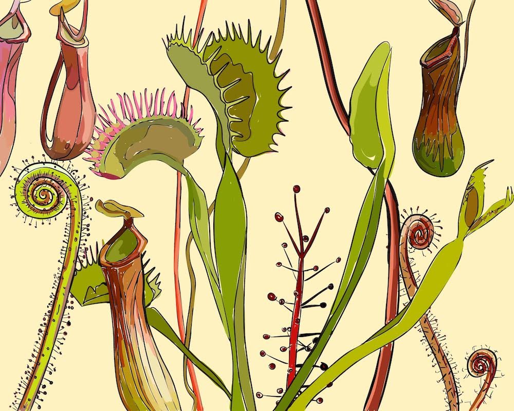 Carnivorous Plant small.jpeg