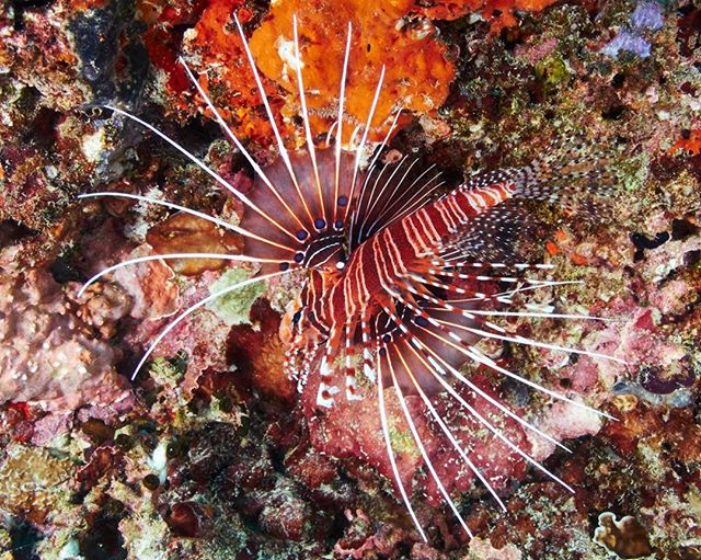 Up side down 🦁🐟#DriftRetreat

#Maldives #LionFish