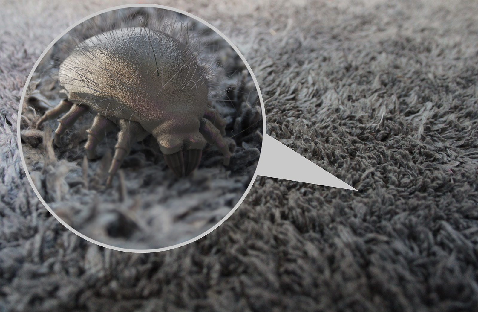 HOW_TO_RID_YOUR_CARPETS_OF_DUST_MITES.jpg