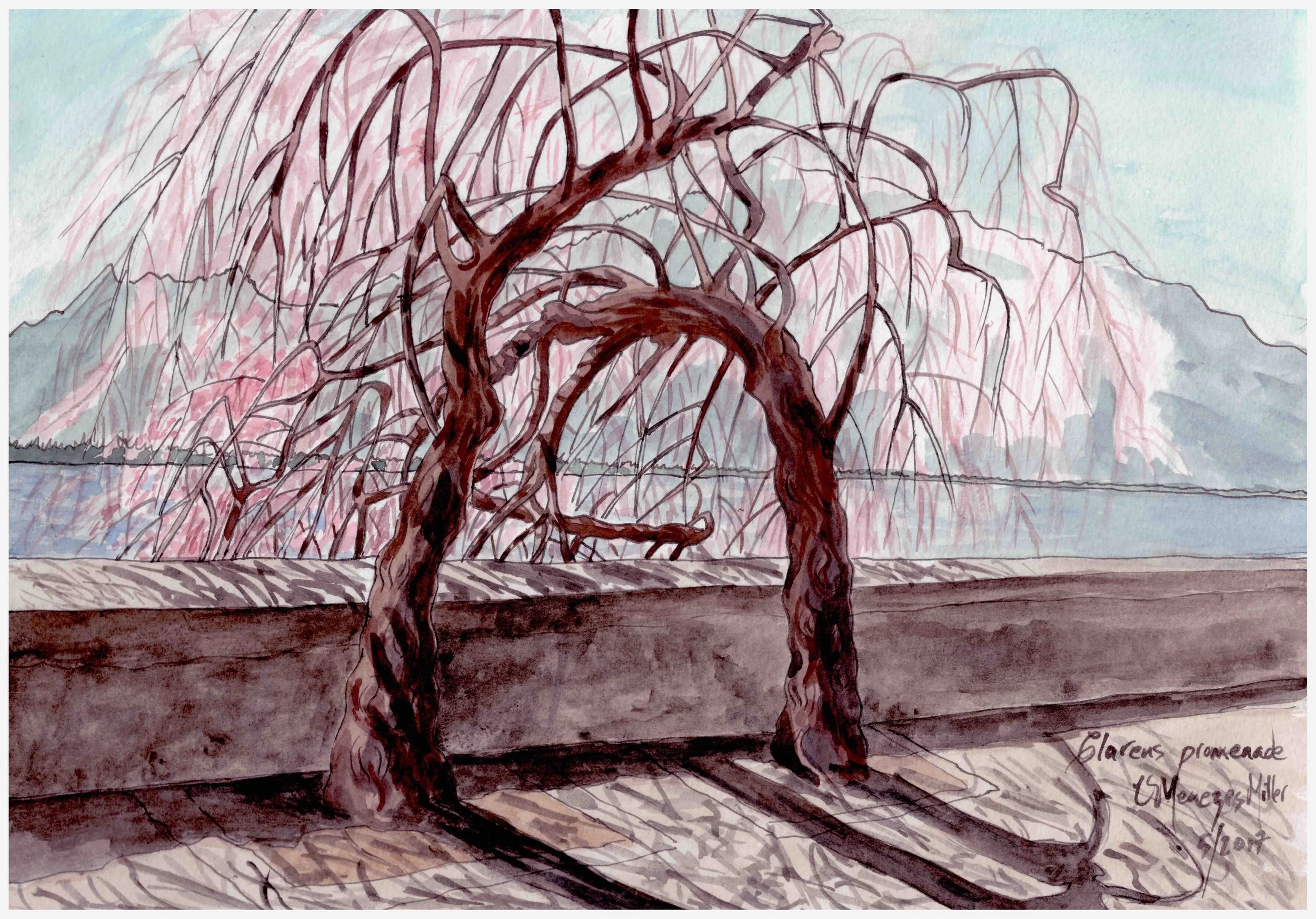 These are my favorite trees on the Promenade in Clarens. They tell me a story of times gone by, people who have passed, touched them, admired them. In Spring, a delicate soft pink flower blossoms.
Technique: Water colors, pen and ink, 2017