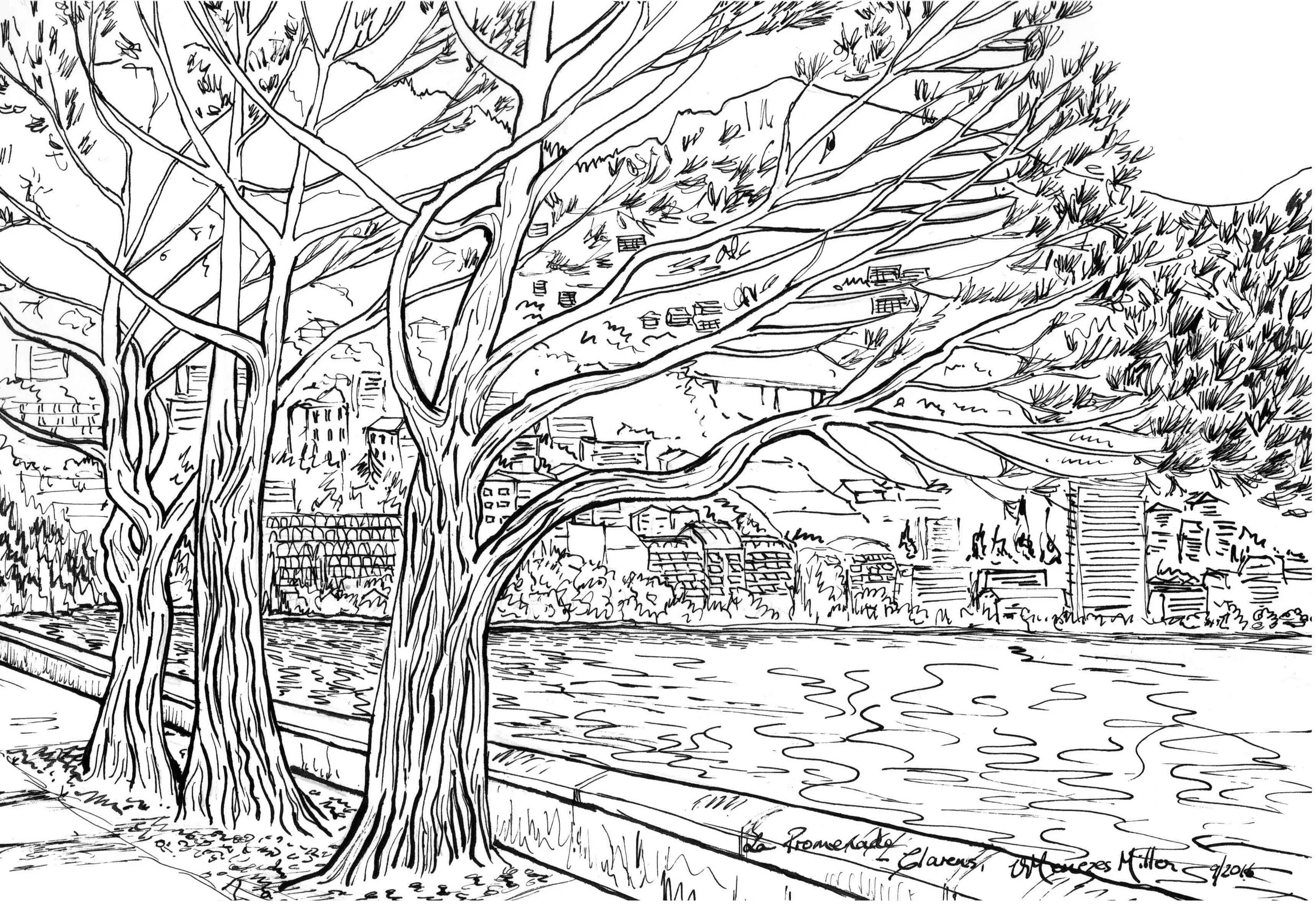 Trees along the Promenade in Clarens
Technique: Pen and Ink, 2016